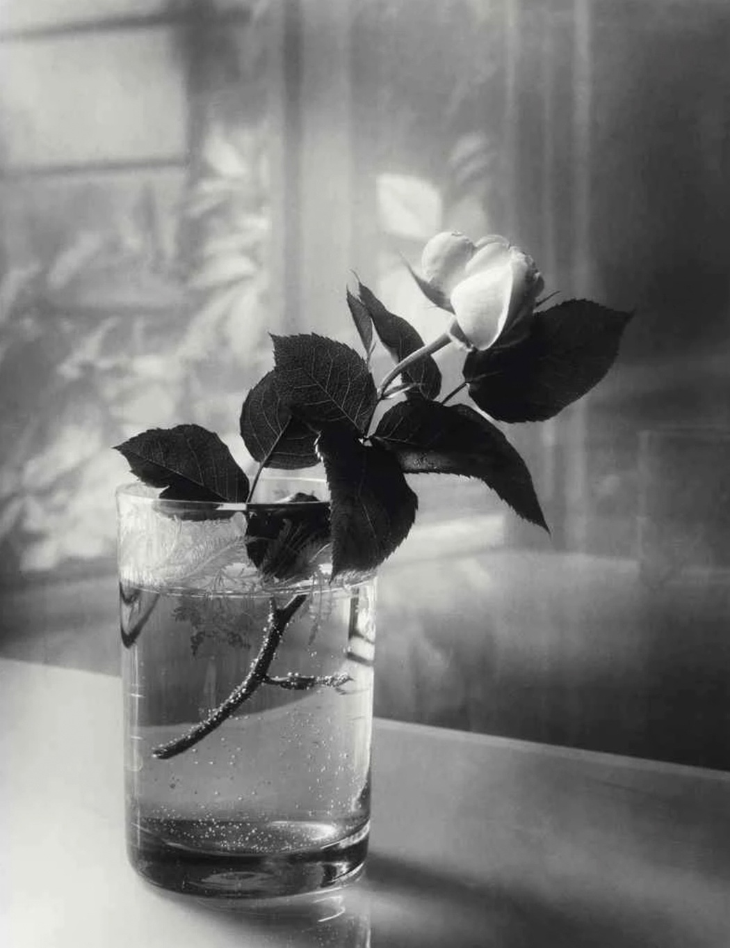 White Rose In A Glass 1952  © Josef Sudek