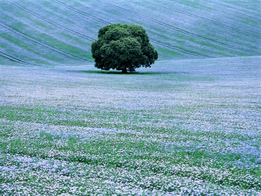 Willoughby Hedge, Wiltshire, England, 2000