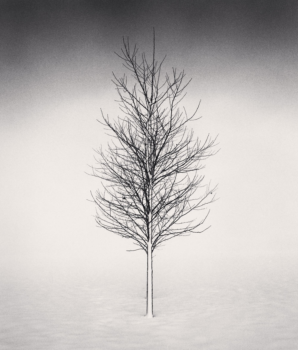 tree-portrait-study-1-wokato-hokkaido-japan-2002-by-michael-kenna-silver-gelatin-print-for-sale-at-bosham-gallery