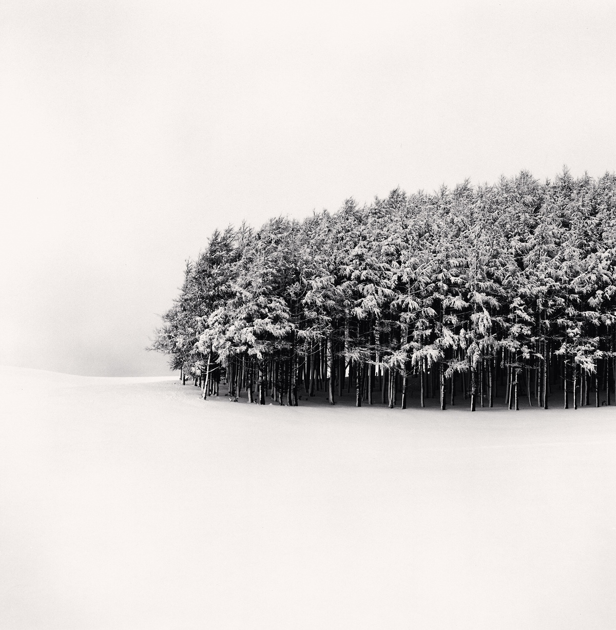 MICHAEL KENNA「HOKKAIDO」 Michael Kenna, 'Forest Edge' | Journals | SOL . LDN