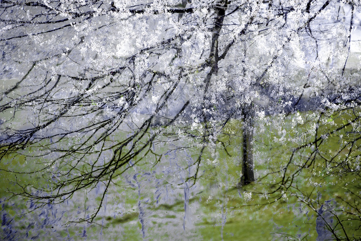 Blossom Blizzard Study 1, Stanmer Park, Sussex, England 2014, Picture/Story By Valda Bailey