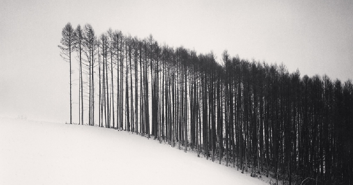 forest-edge-hokuto-hokkaido-