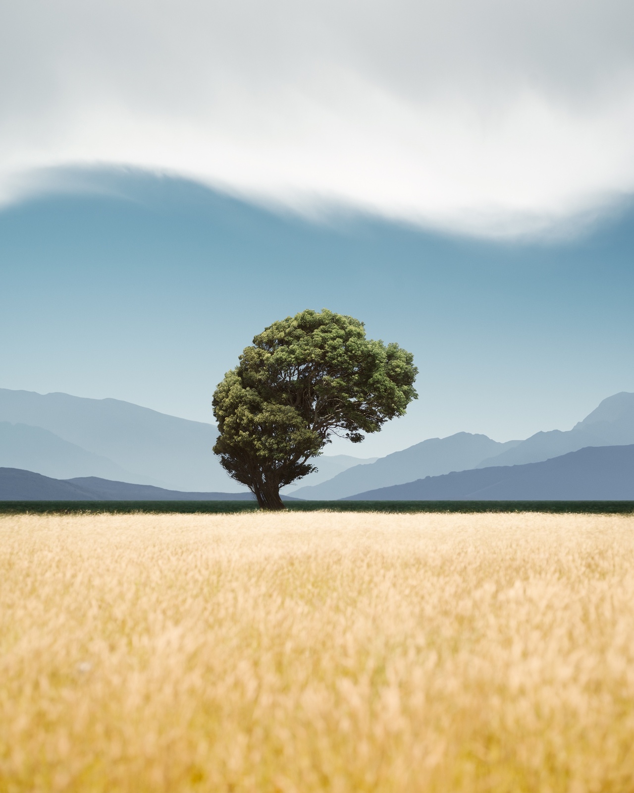 Benjamin Everett, Windward Tree, American West, 2017