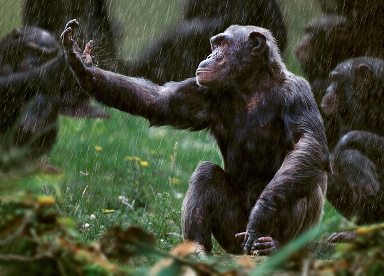 Steve Bloom, Chimpanzee in the rain
