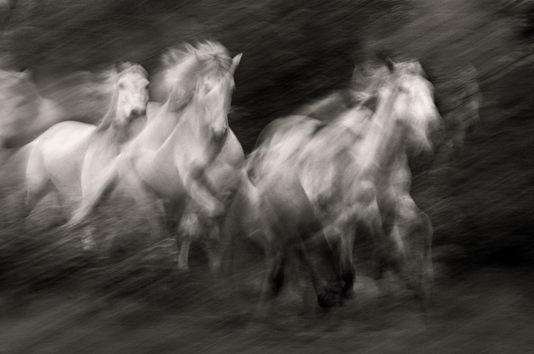 Steve Bloom, Camargue Horses, France