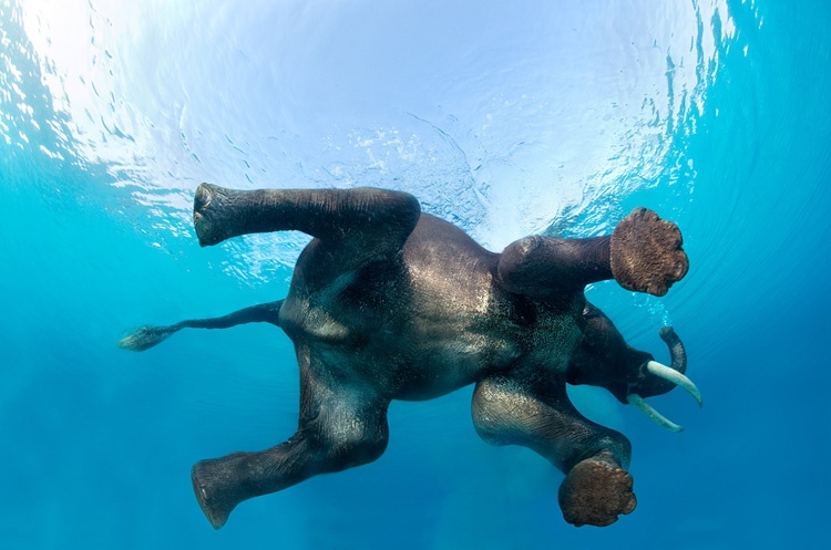 Steve Bloom, Elephant Swimming I
