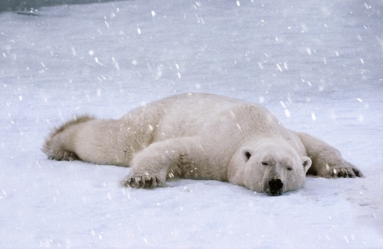 Steve Bloom, Polar Bear Sleeping, Canada