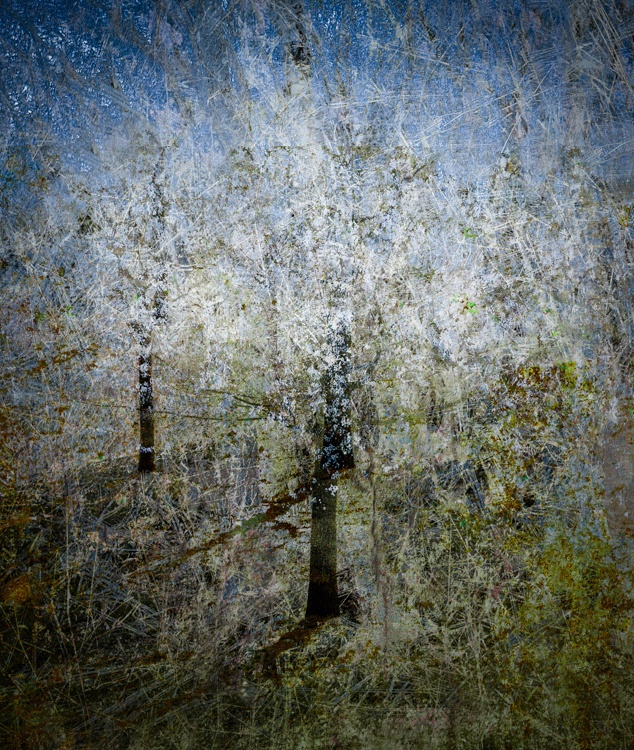 Valda Bailey, Blossom Blizzard Study 3, 2017