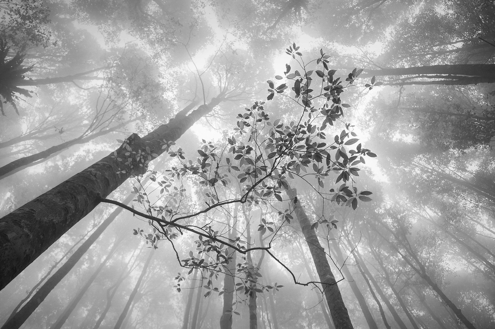 Hengki Koentjoro, Rainforest