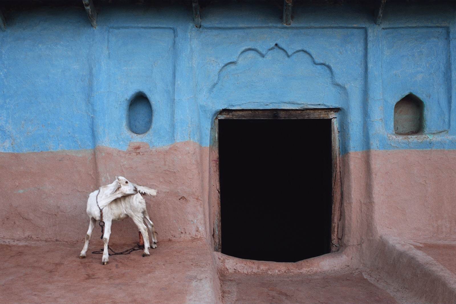 Jeffrey Becom, White Goat, Bangra, Uttar Pradesh, India, 2008