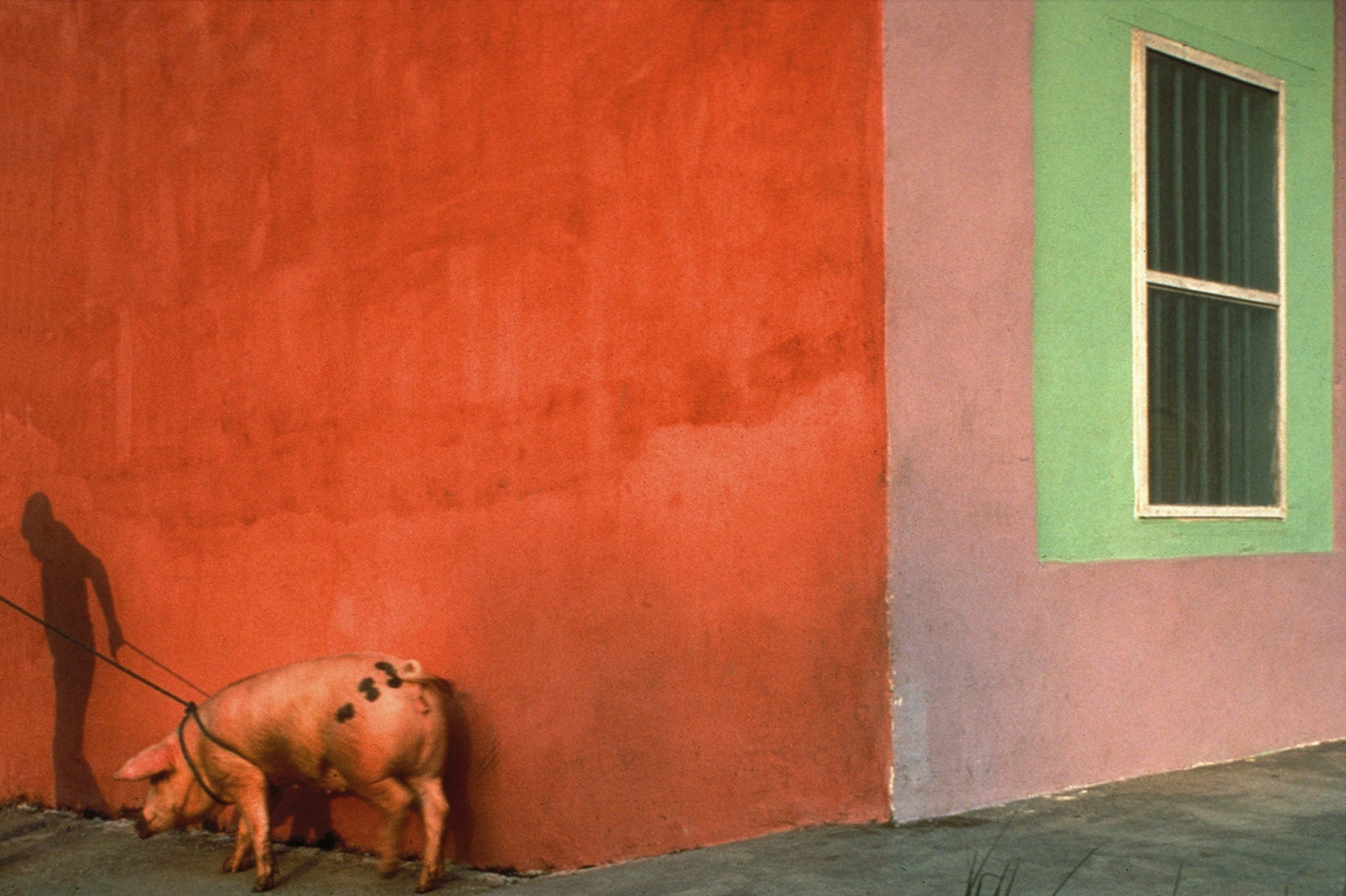 Jeffrey Becom, Pink Pig and Painted Walls, Tlacotalpan, Veracruz, Mexico, 1992