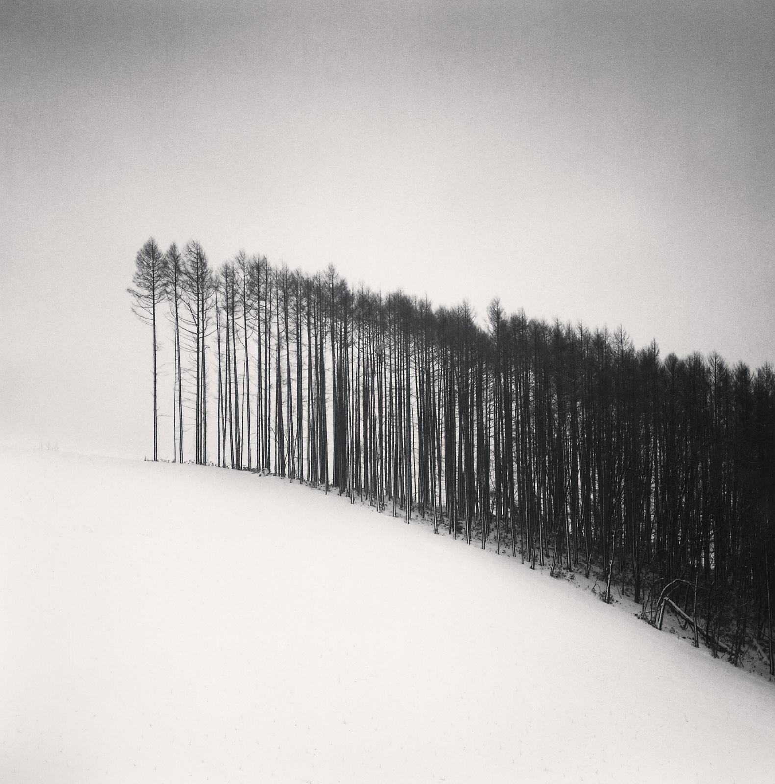 Michael Kenna, Forest Edge, Hokuto, Hokkaido, Japan, 2004