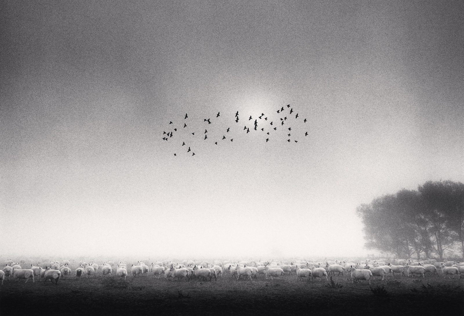 Michael Kenna, Fifty Five Birds, Wolverton, Buckinghamshire, England, 1991