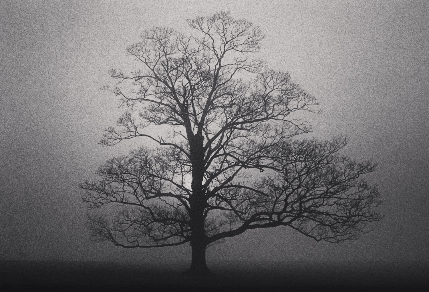 Michael Kenna, Fox Talbot's Tree, Lacock Abbey, Wiltshire, England, 1983