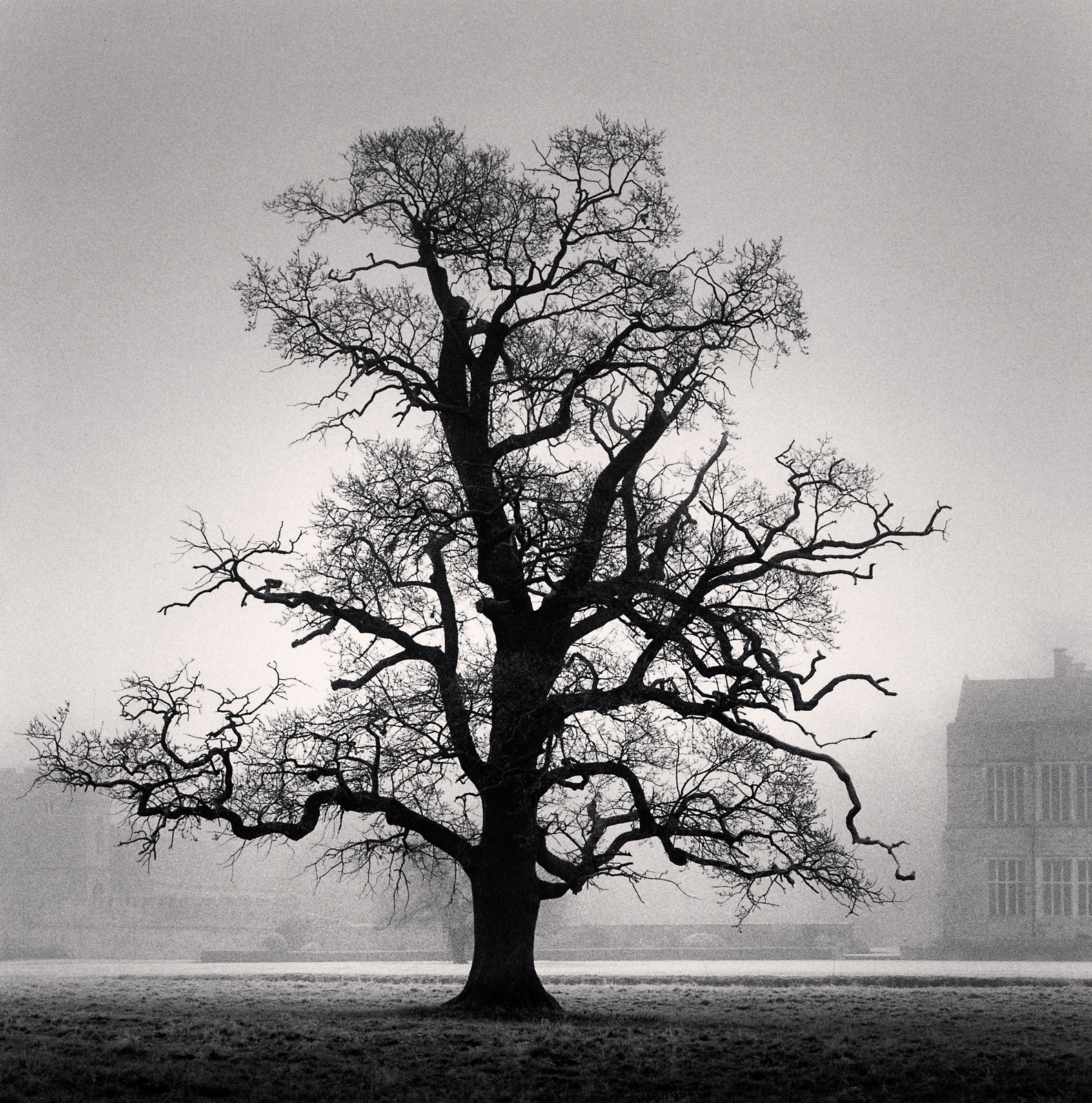 Michael Kenna, Graceful Oak, Broughton, Oxfordshire, England, 2005