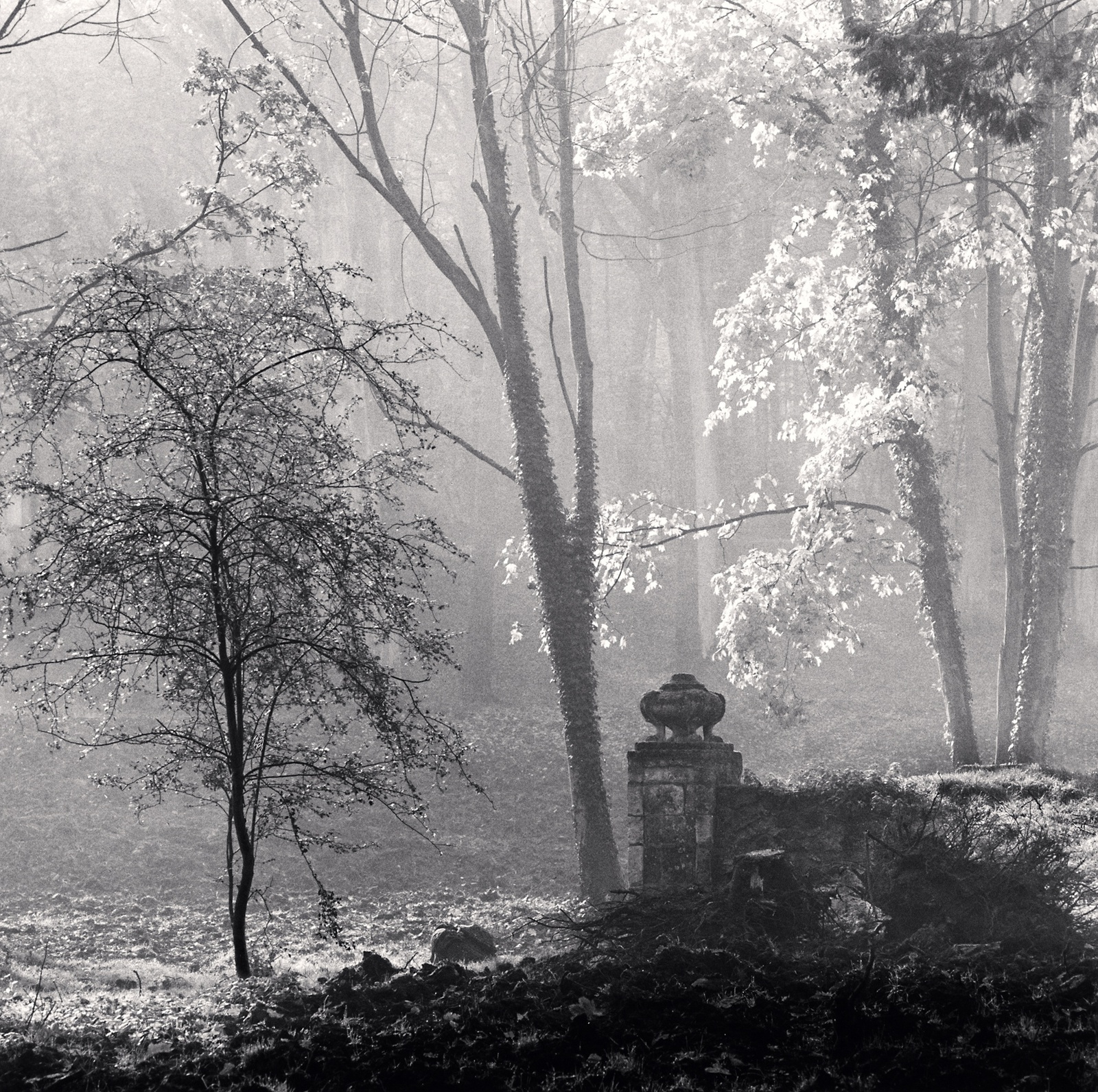 Michael Kenna, Le Desert De Retz, Study 4, France, 1988