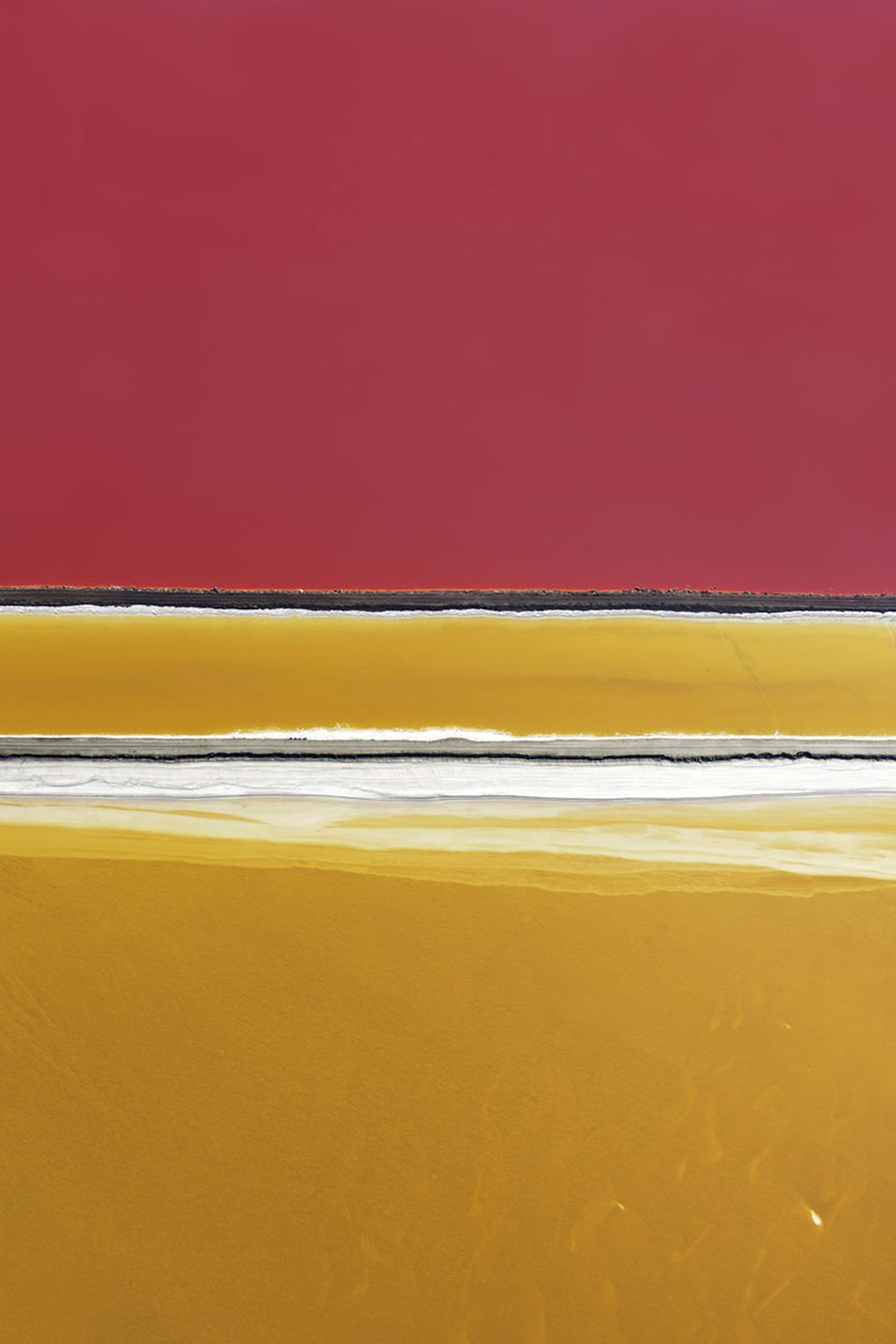 Tommy Clarke, Rose On Yellow, USA, 2014