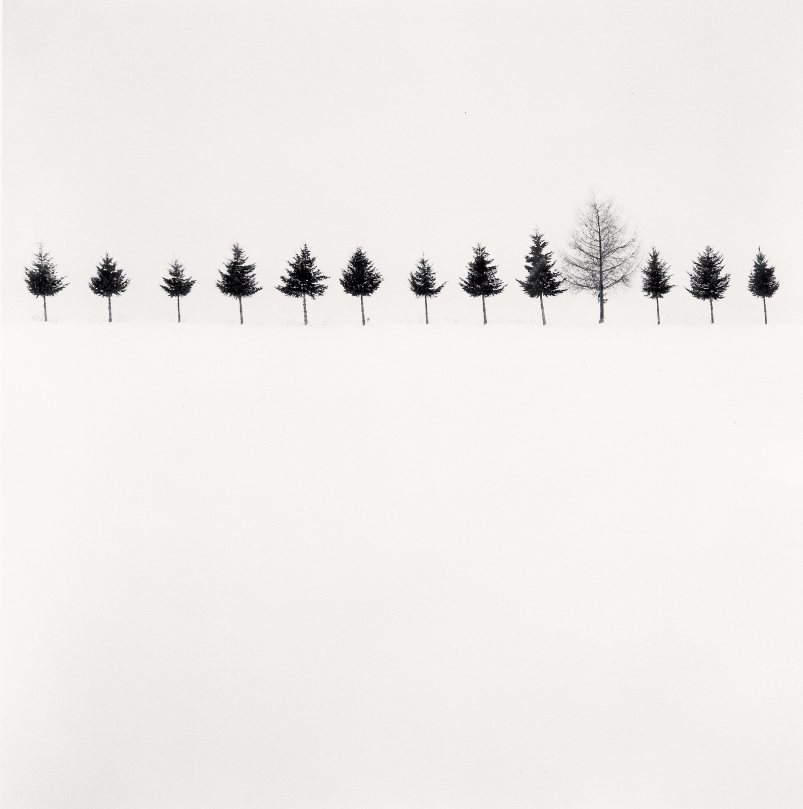Michael Kenna, Line of Trees, Biei, Hokkaido, Japan, 2012 | Bosham