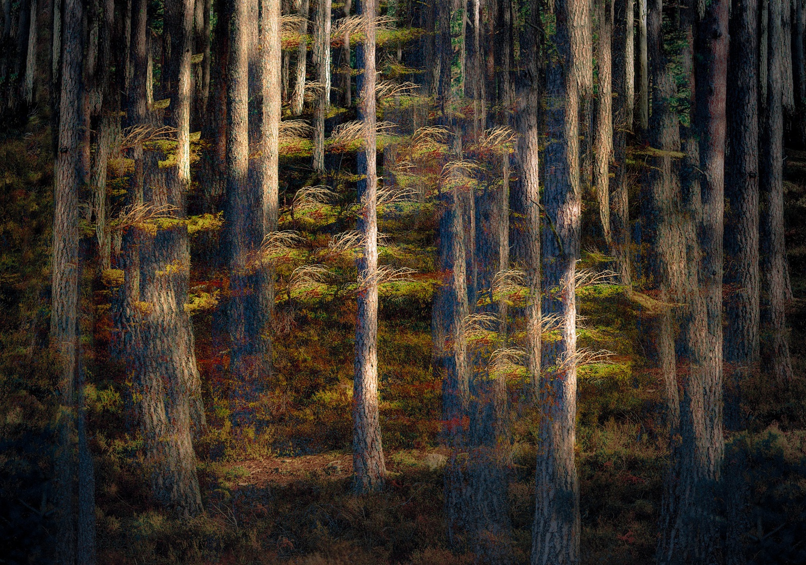 Valda Bailey, Into The Light, 2016