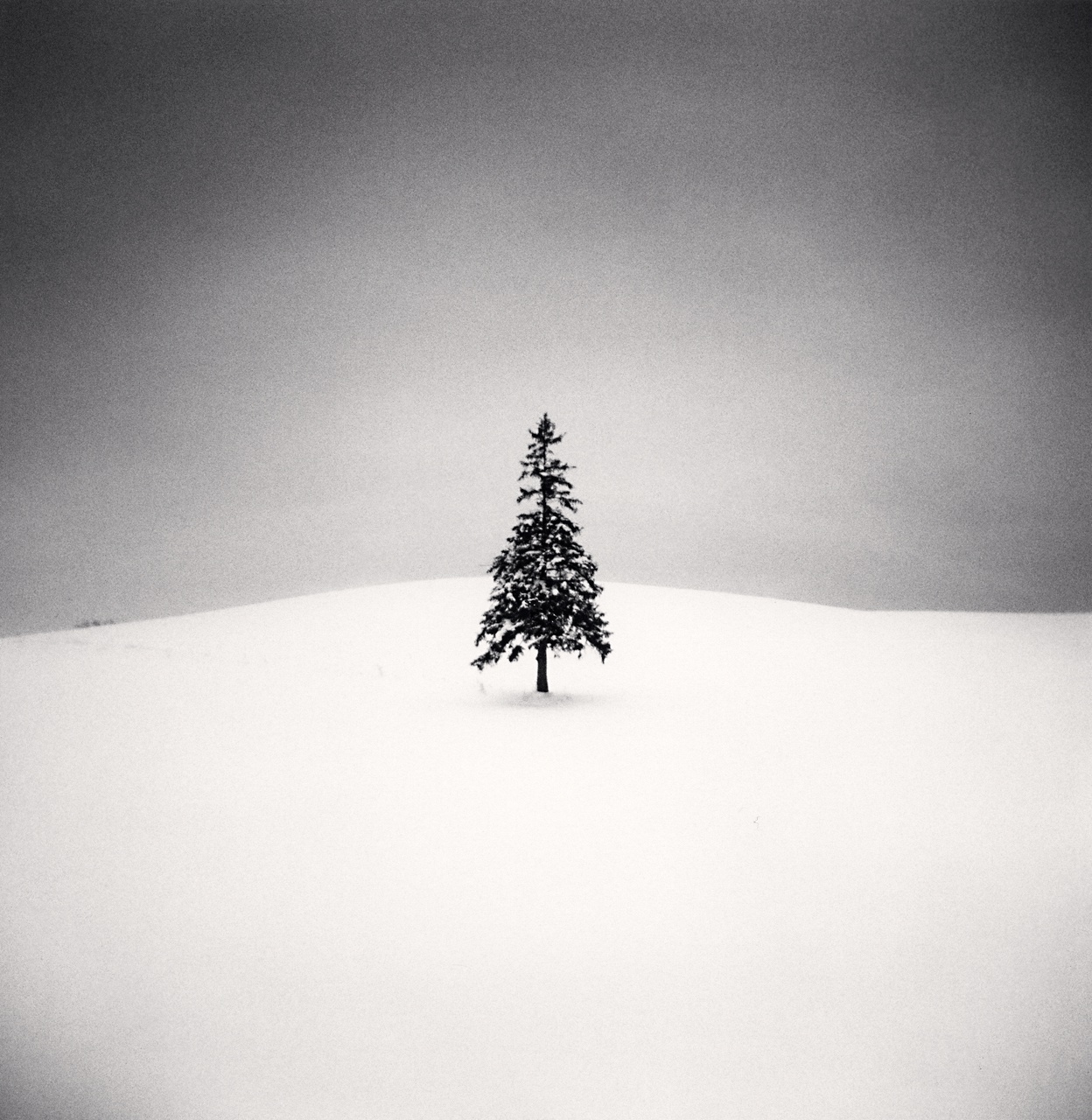 Michael Kenna, Lone Tree, Study 2, Bibaushi, Hokkaido, Japan, 2004