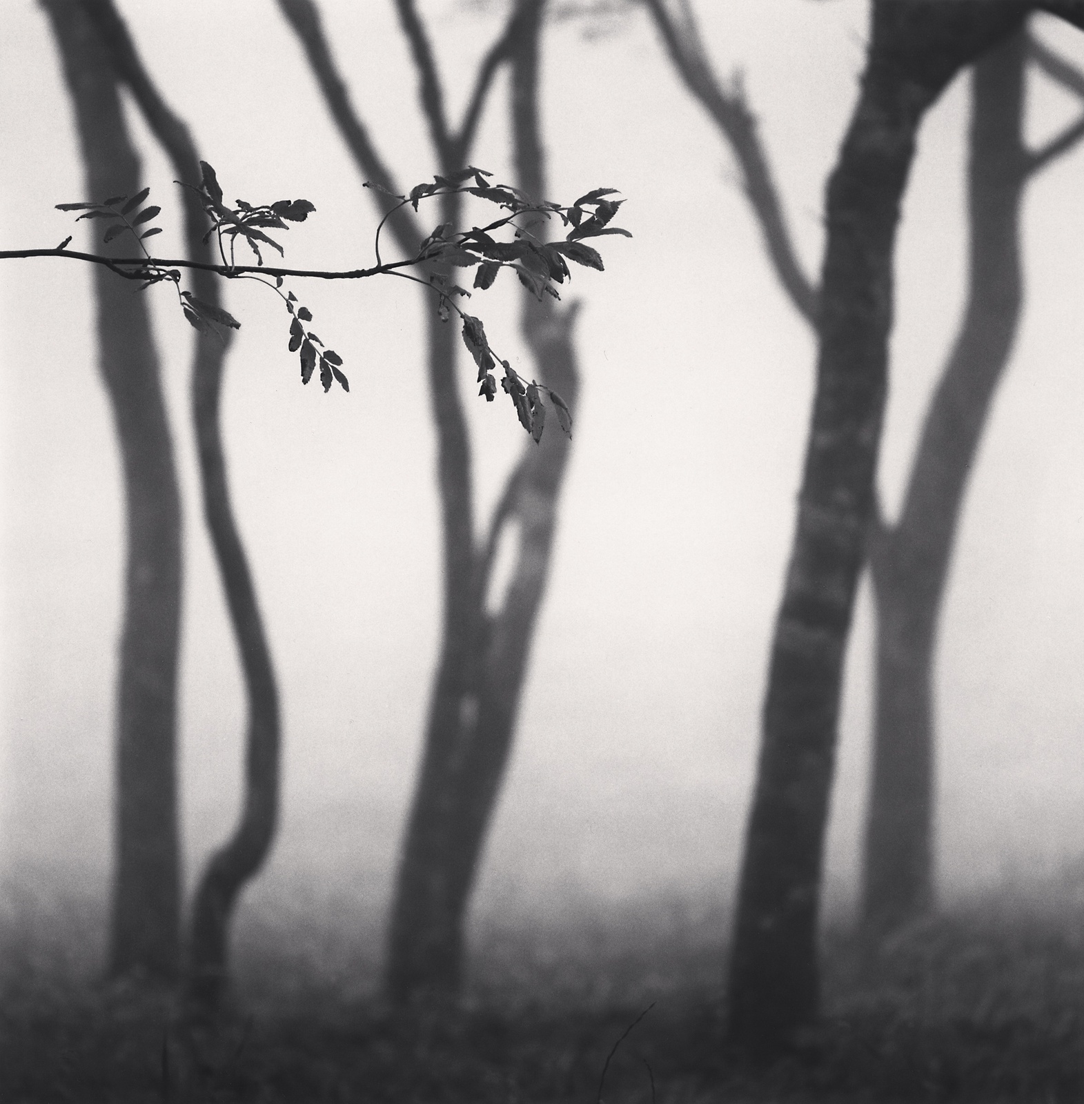 Michael Kenna, Chikui Cape Trees, Muroran, Hokkaido, Japan, 2002