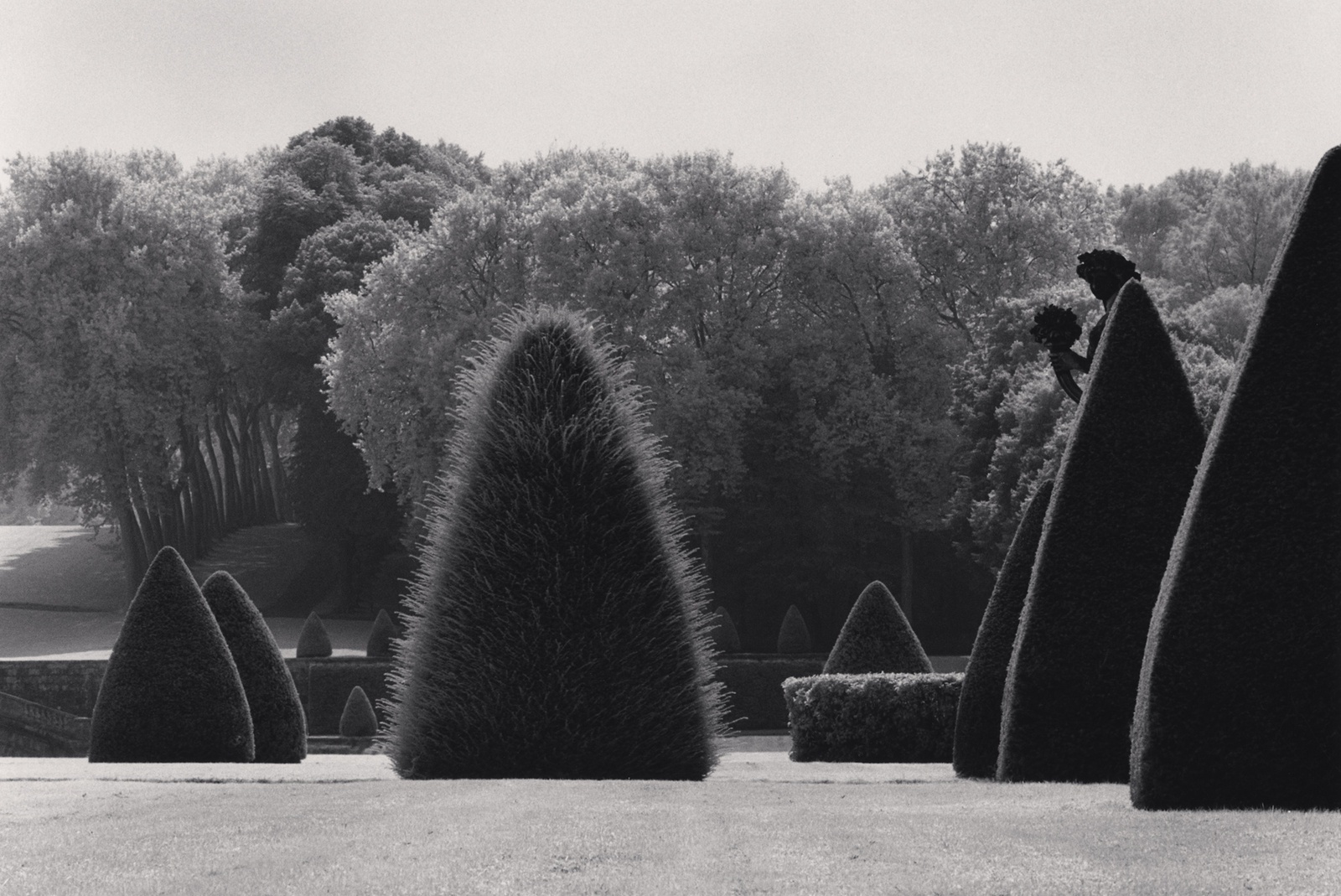 Michael Kenna, Unclipped Bush, Vaux-Le-Vicomte, France, 1988