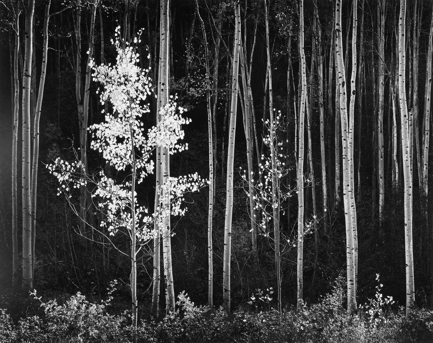 Ansel Adams, Aspens, Northern New Mexico, 1958