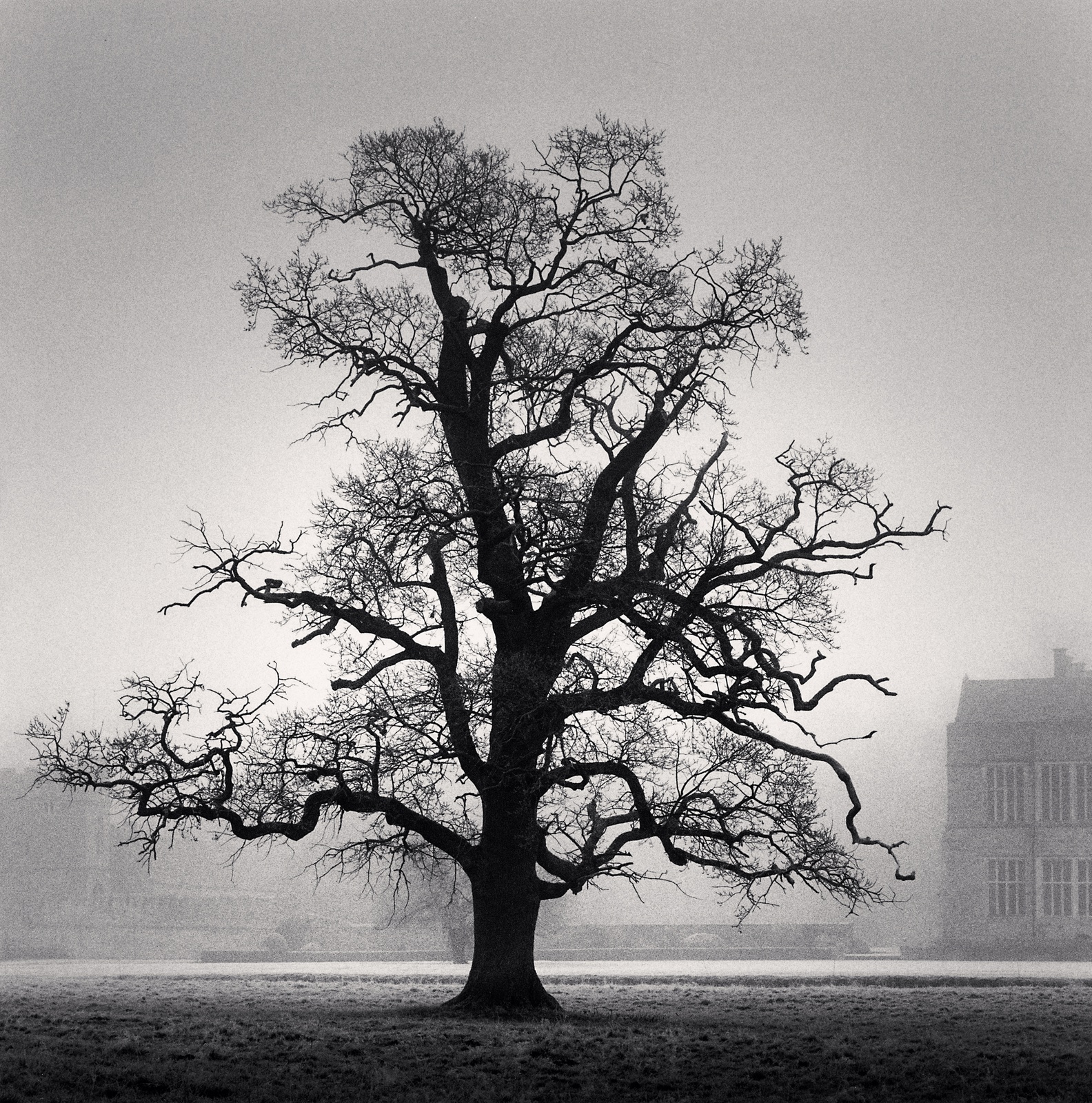 Michael Kenna, Graceful Oak, Broughton, Oxfordshire, England, 2005