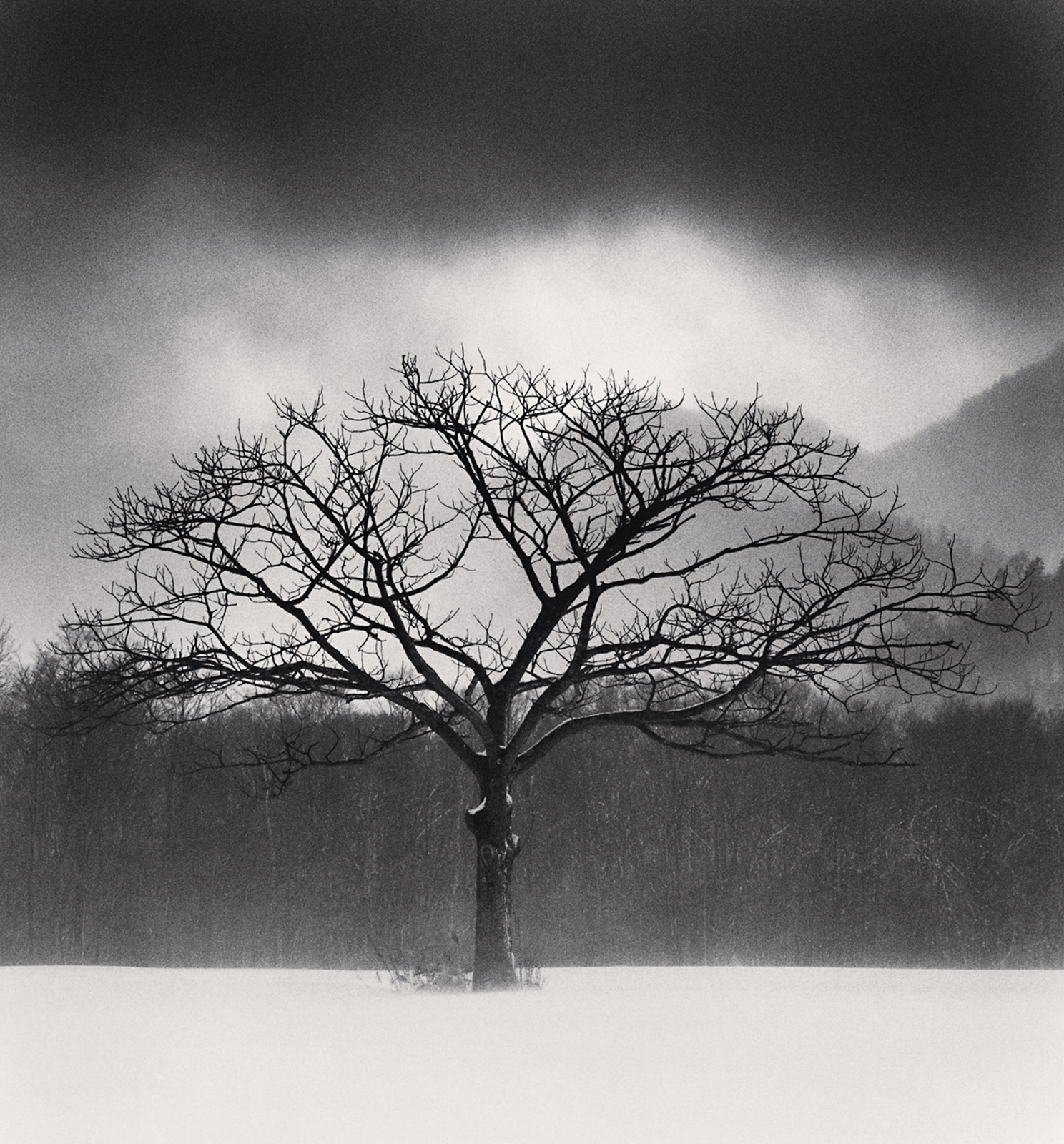 Michael Kenna, Tree Portrait, Study 6, Wakoto, Hokkaido, Japan, 2005