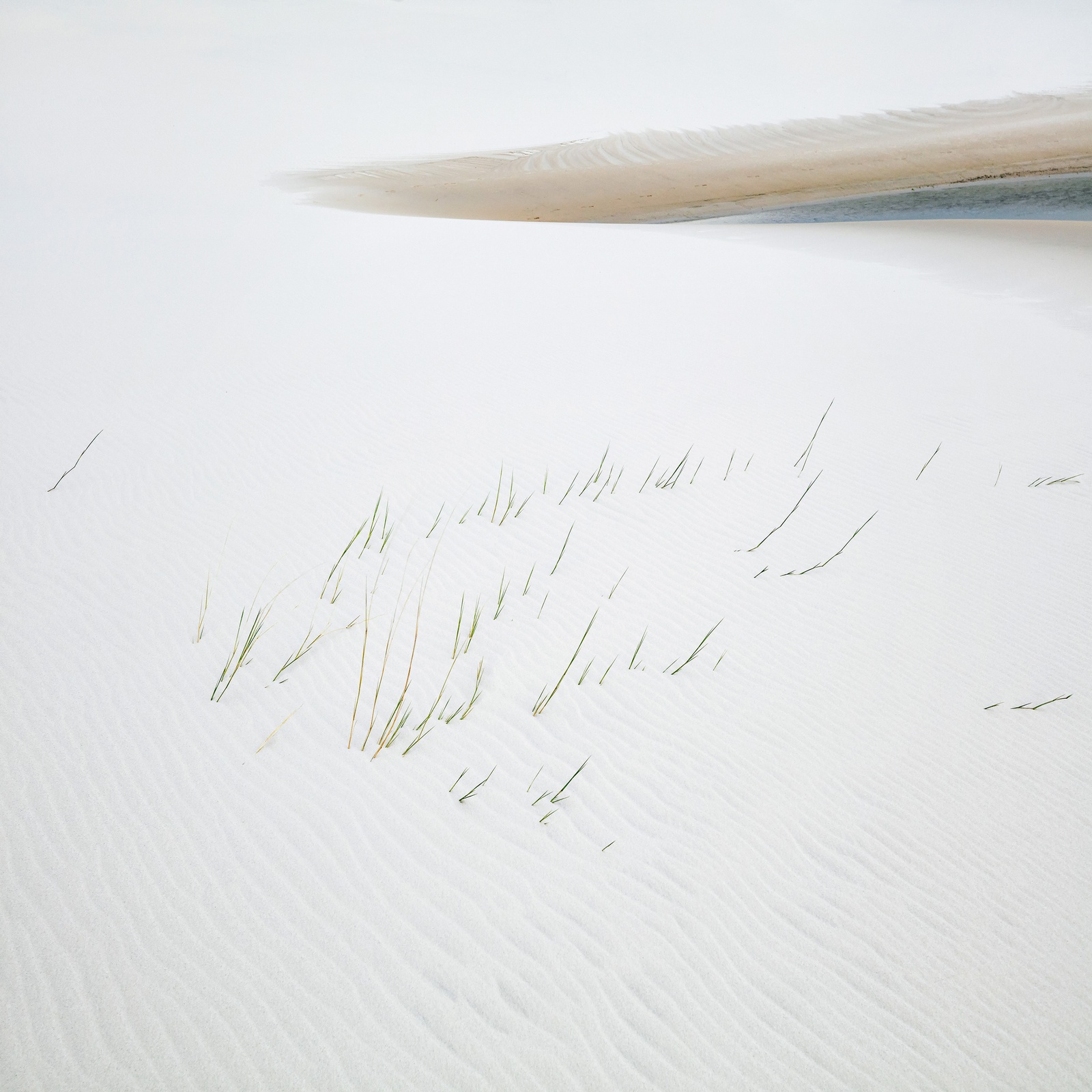 Yi Sun, Grass and Lake Study 1, Lençóis Maranhenses National Park, Brazil, 2018