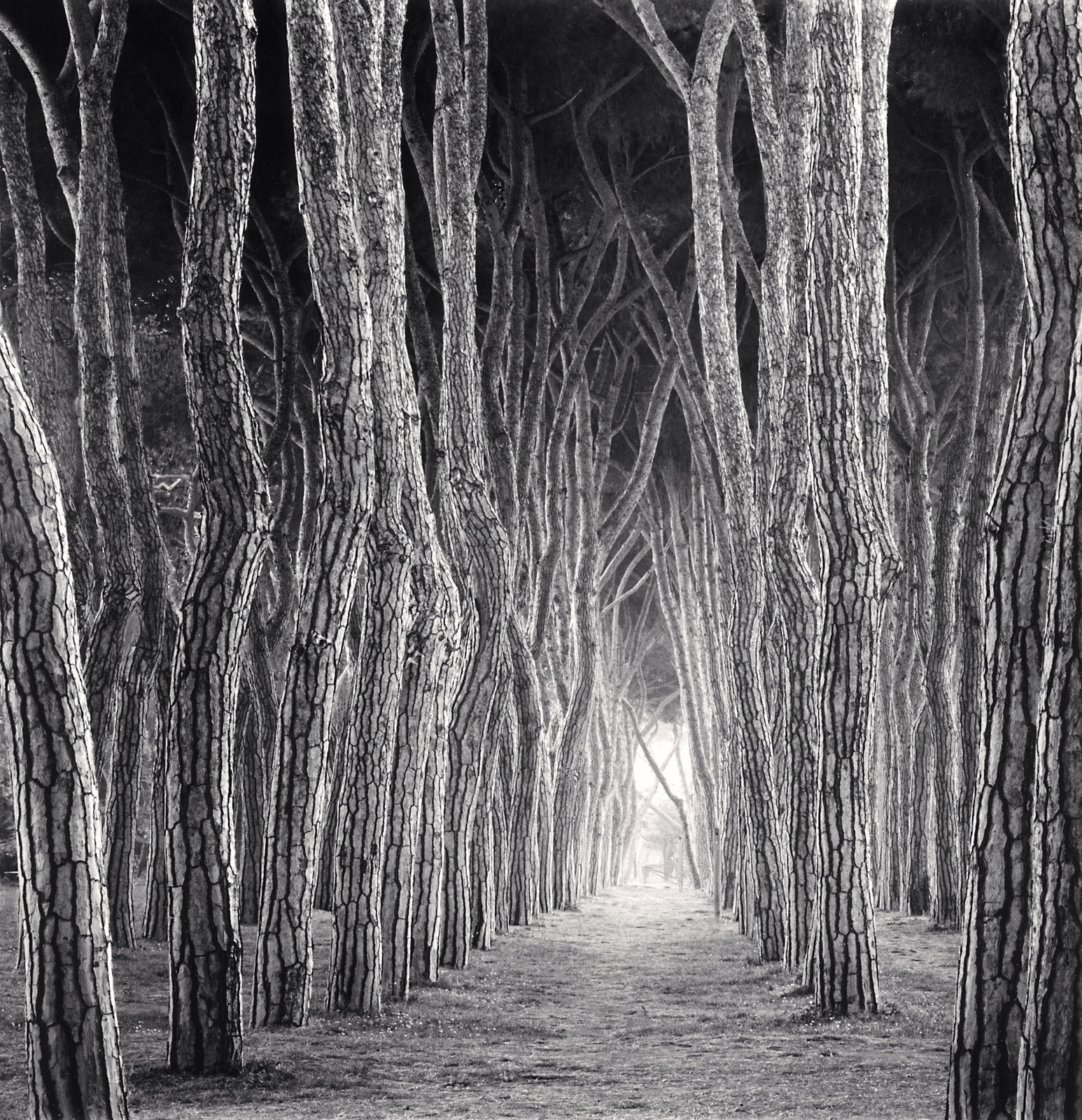 Michael Kenna, Stone Pine Tunnel, Pineto, Abruzzo, Italy, 2016