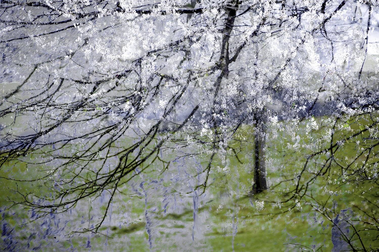Valda Bailey, Blossom Blizzard Study 1, Stanmer Park, Sussex, England, 2017