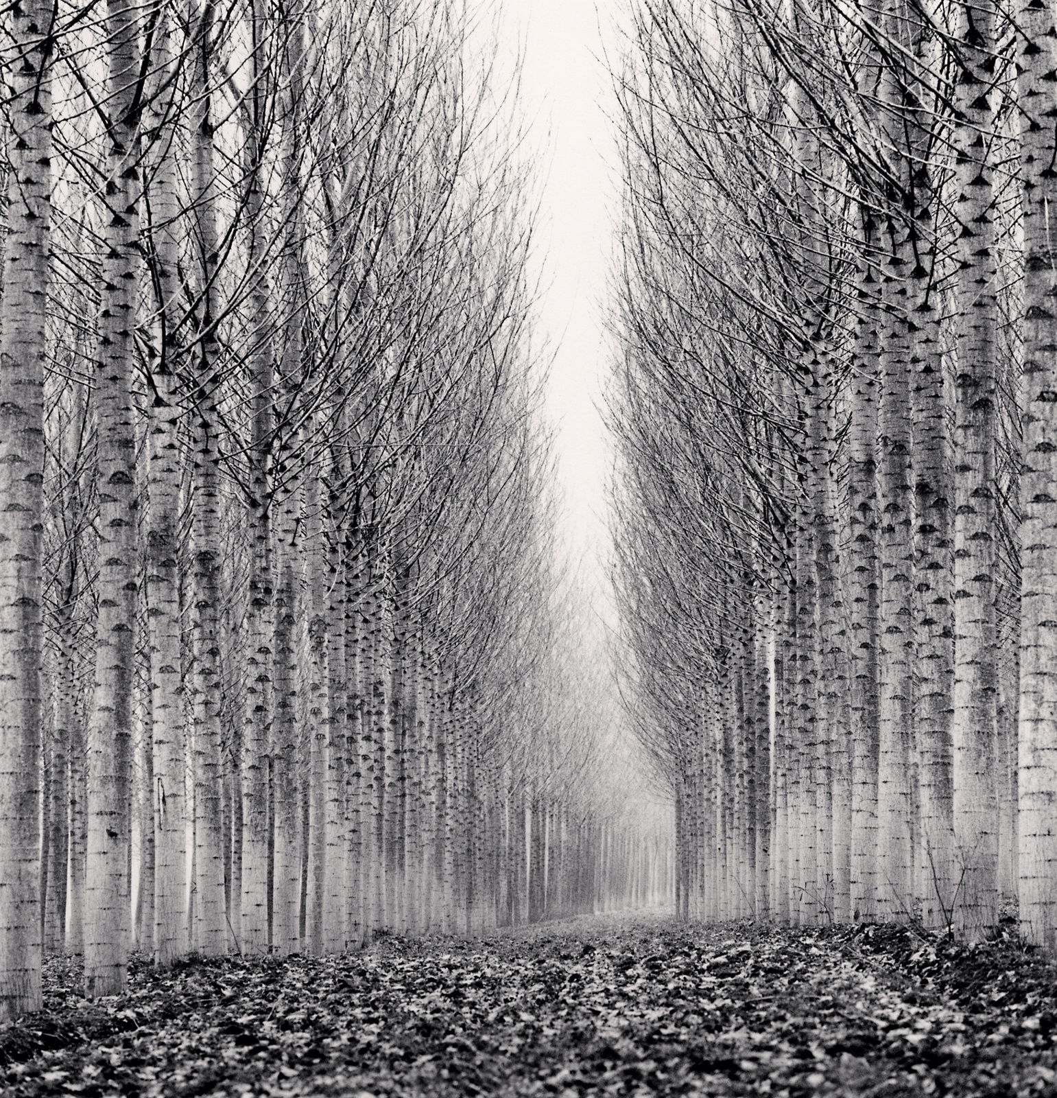 Michael Kenna, Corridor Of Leaves, Guastalla, Emilia Romagna, Italy, 2006