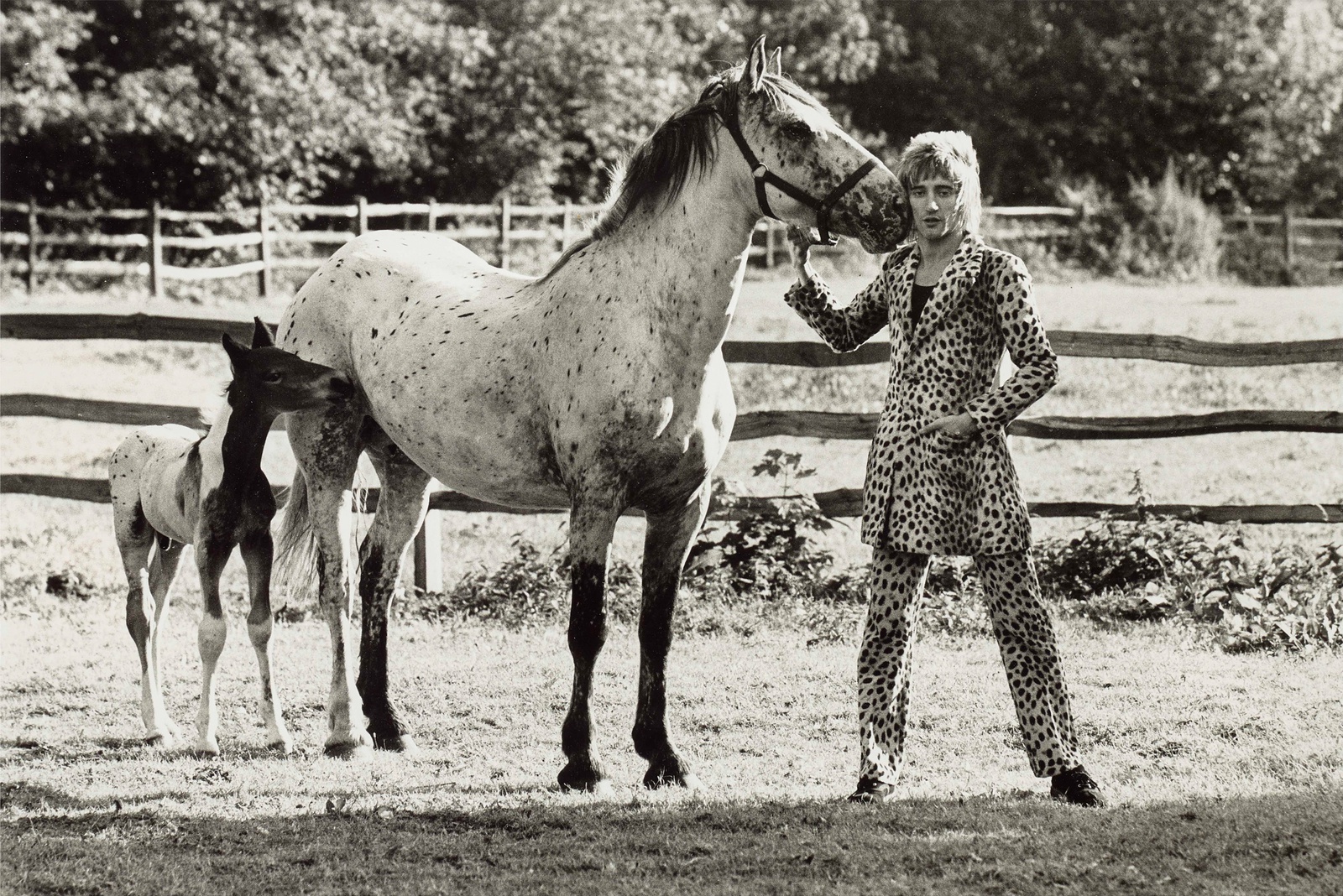 Terry O'Neill, Rod Stewart With His Horse And Foal, Windsor, 1971