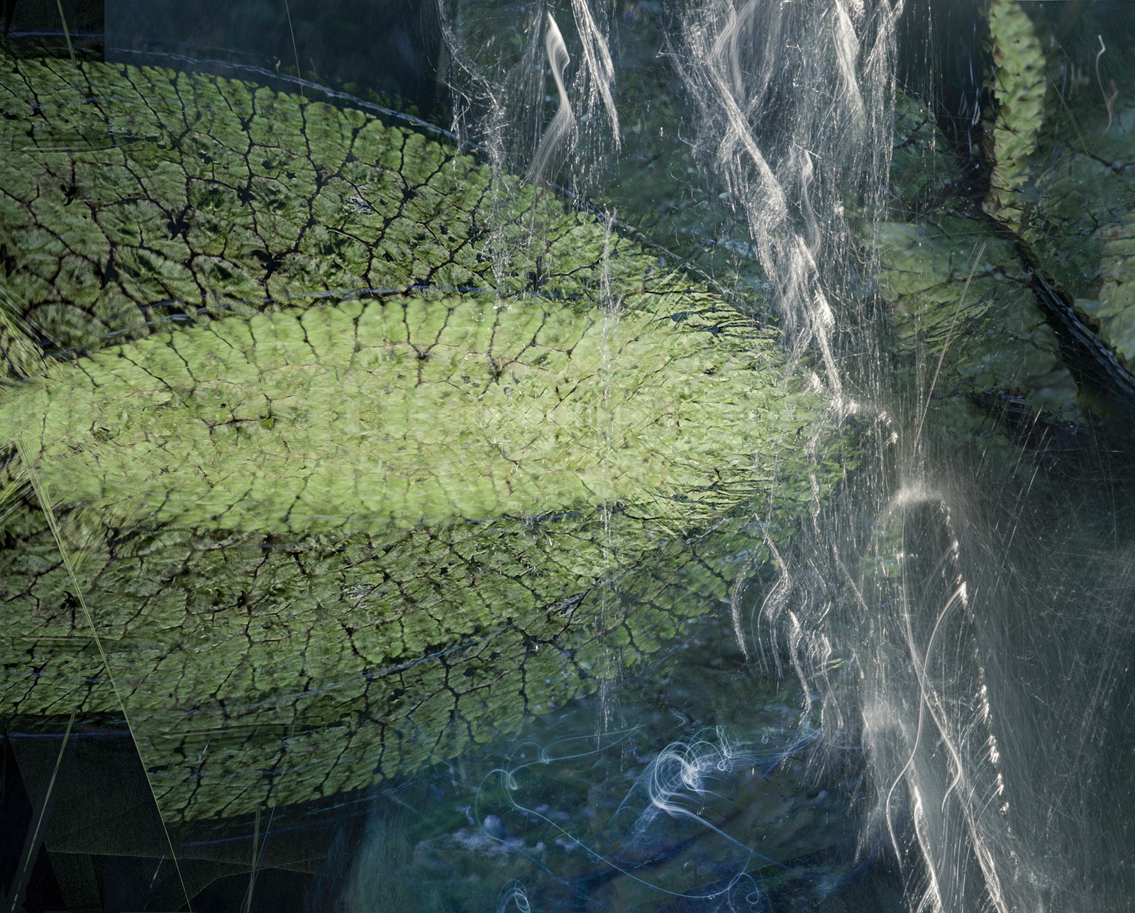 Valda Bailey, Lilypad, 2016