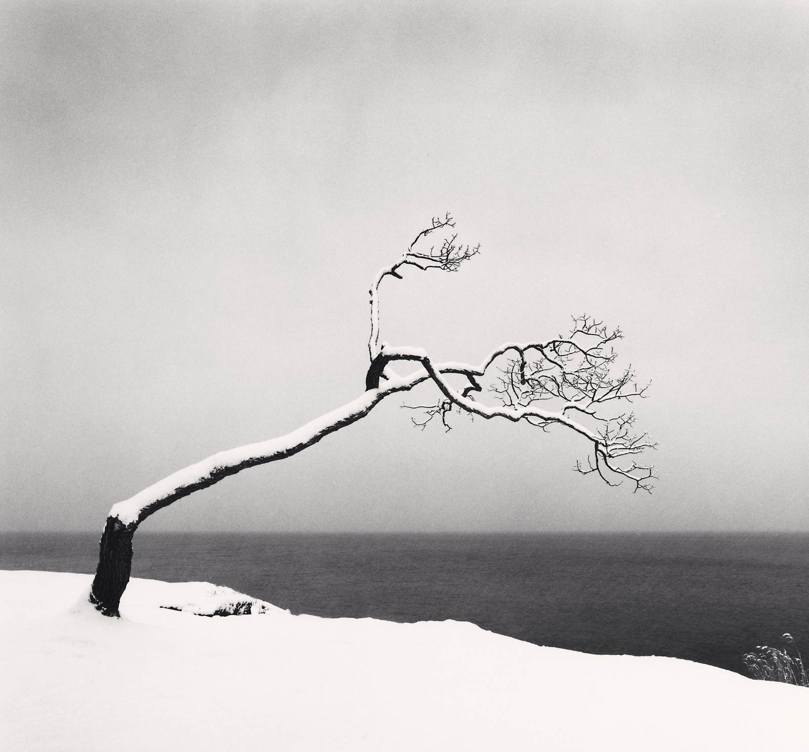 Michael Kenna, Kussharo Lake Tree, Study 3, Kotan, Hokkaido, Japan, 2005