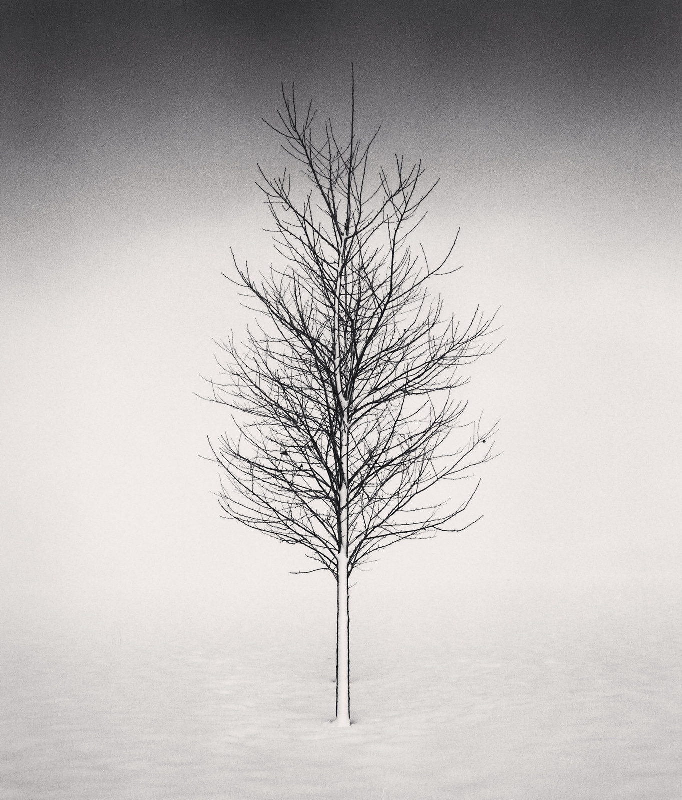 Michael Kenna, Tree Portrait Study 1, Wakoto, Hokkaido, Japan, 2002 |  Bosham Gallery