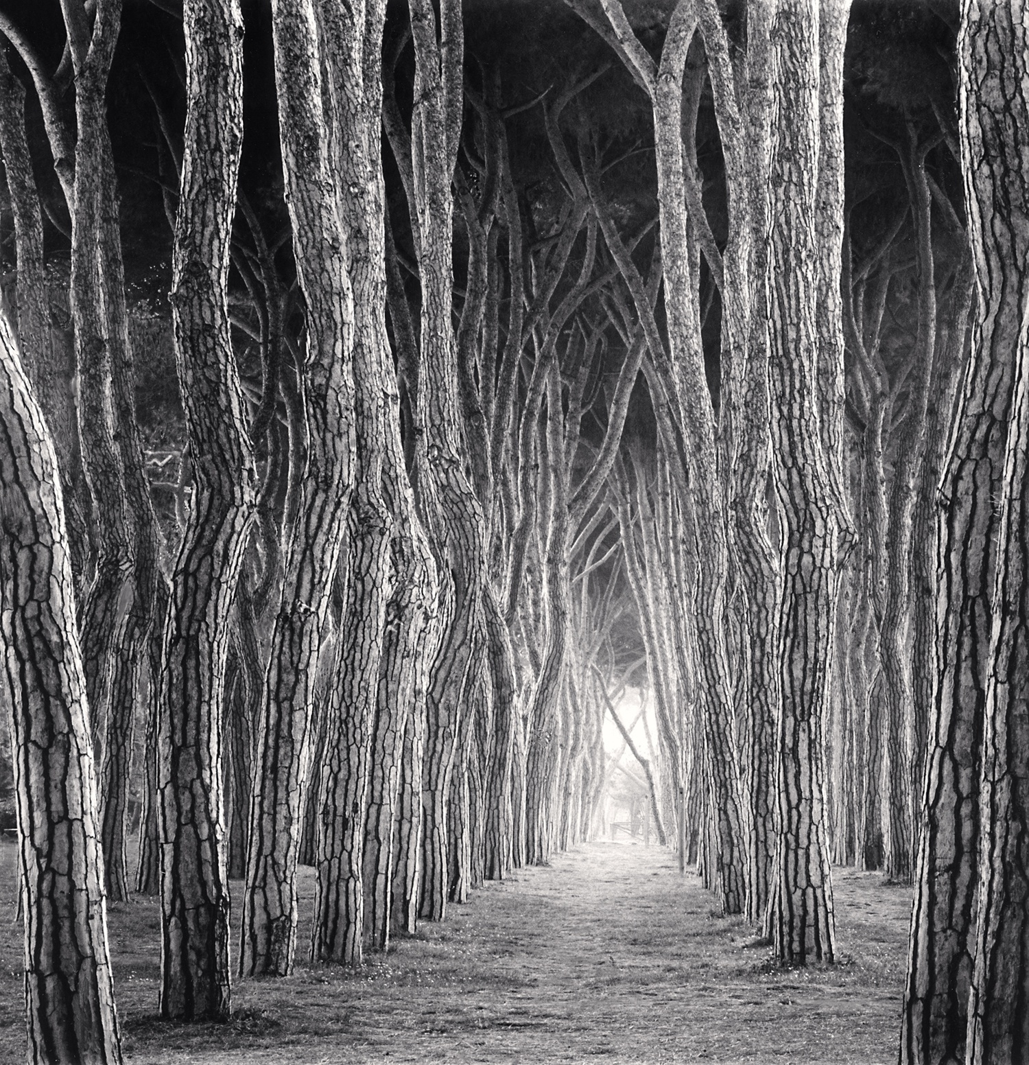 Michael Kenna, Stone Pine Tunnel, Pineto, Abruzzo, Italy, 2016 