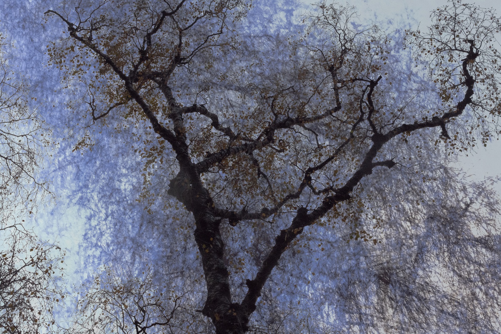 Valda Bailey, After The Rain, Study 2, 2021