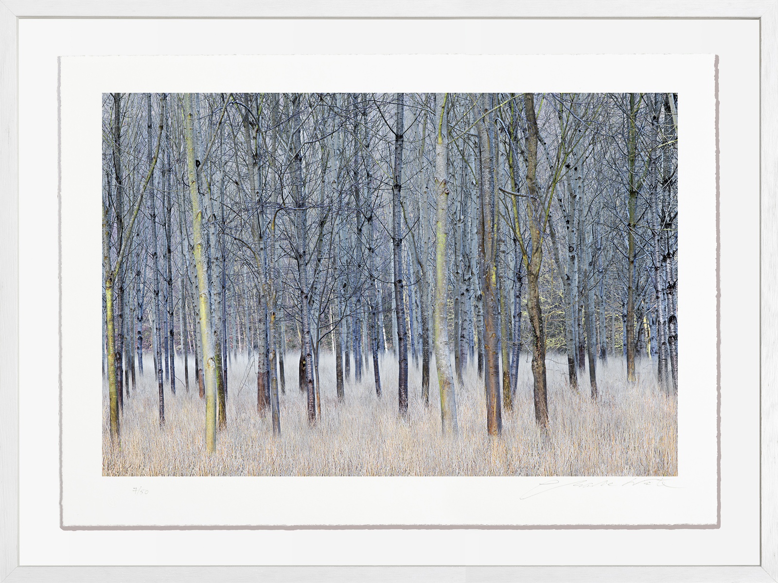 Charlie Waite, West of Child Okeford, Cranborne Chase, Wiltshire, England, 2017