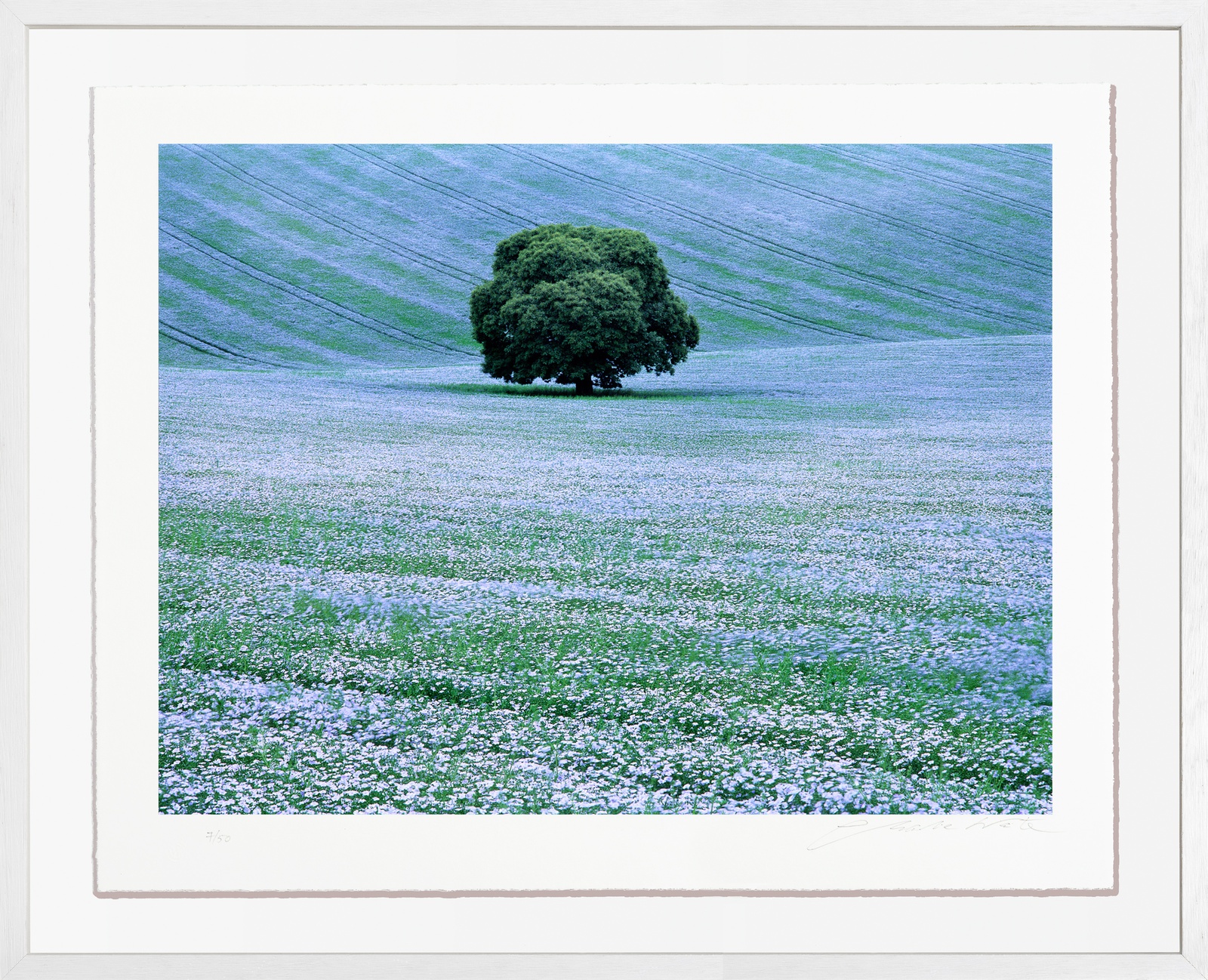 Charlie Waite, Willoughby Hedge, Wiltshire, England, 2000