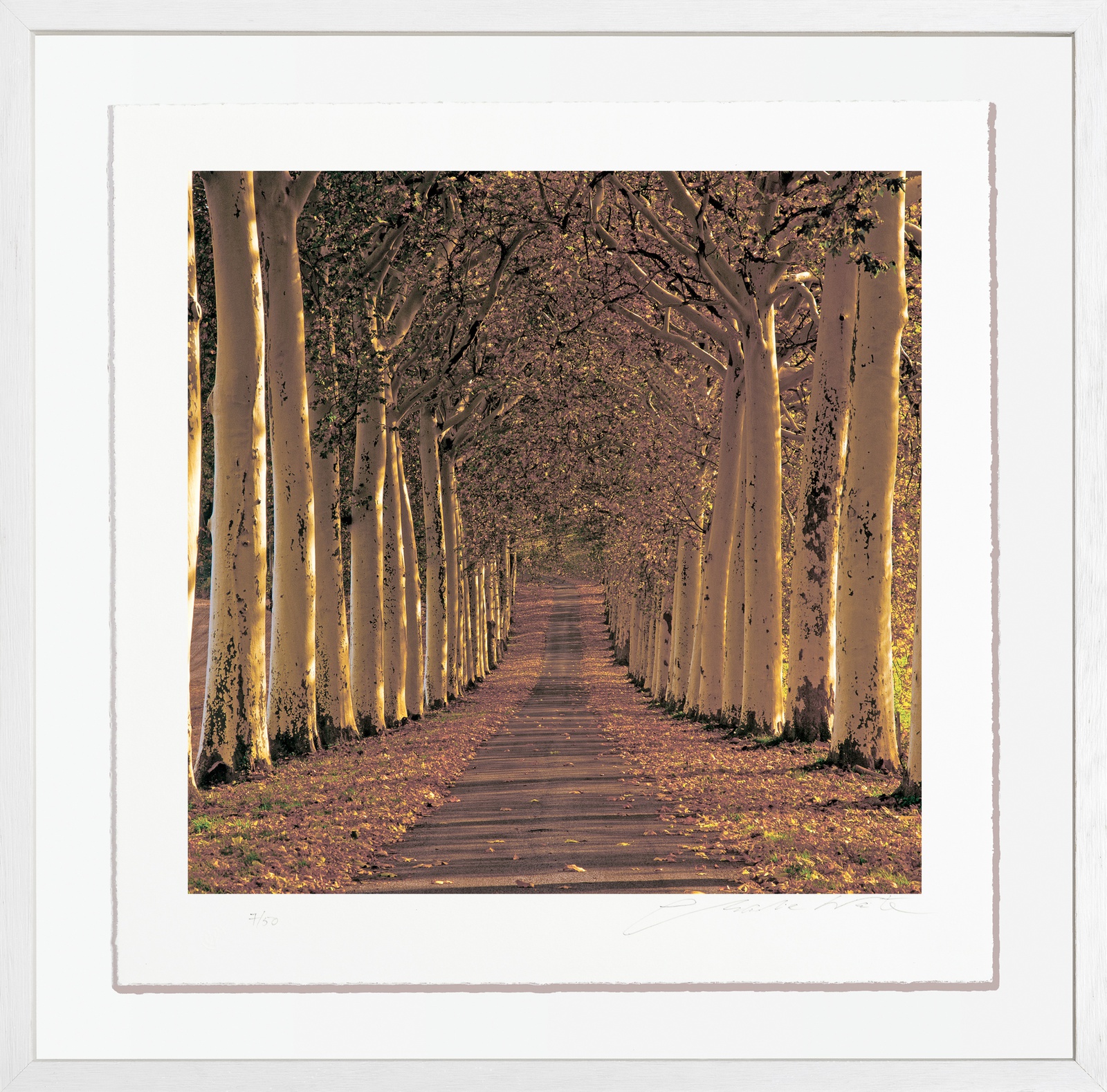 Charlie Waite, Épernay, France, 1989