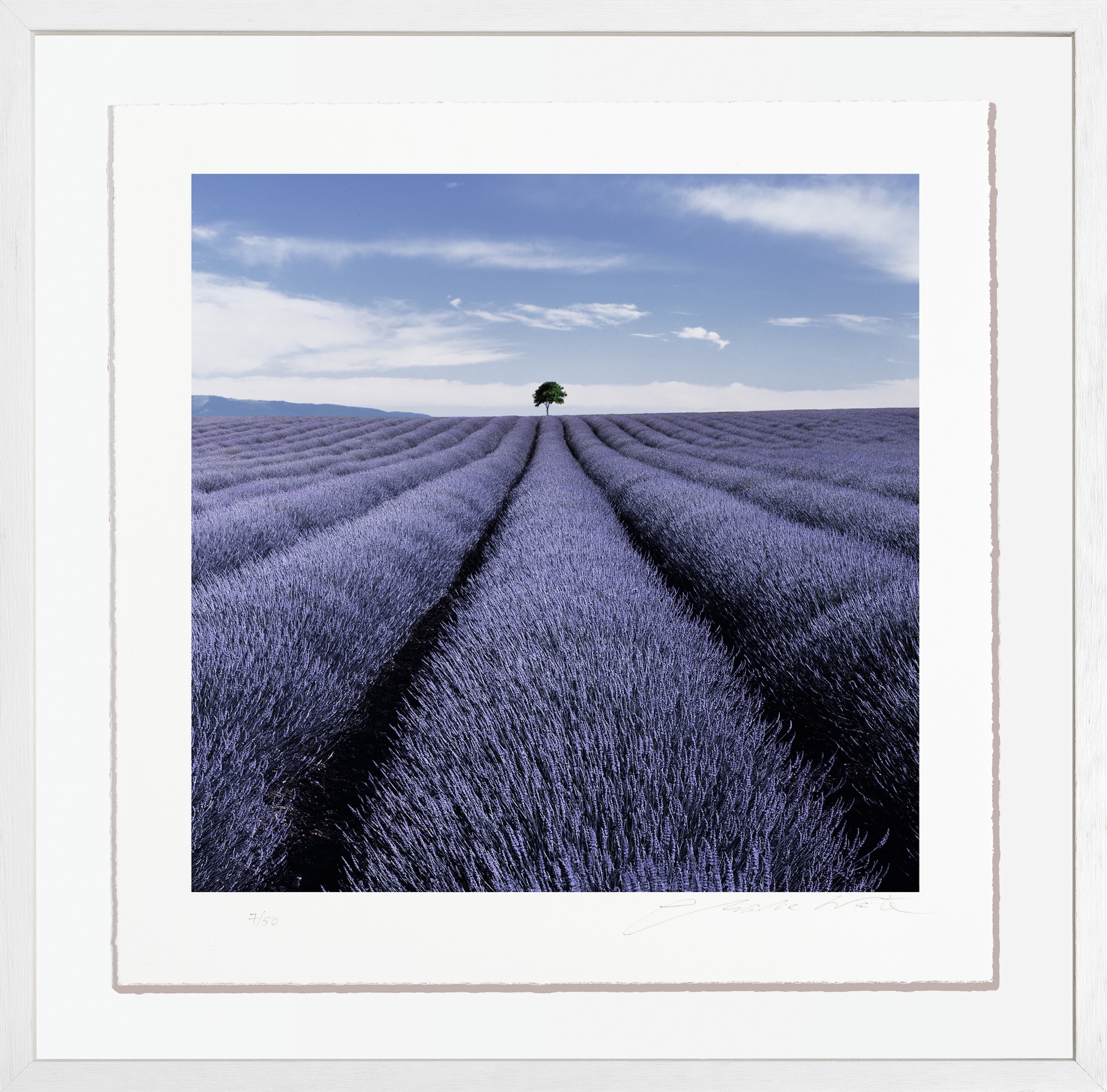 Charlie Waite, Valensole Study 2, France, 2004