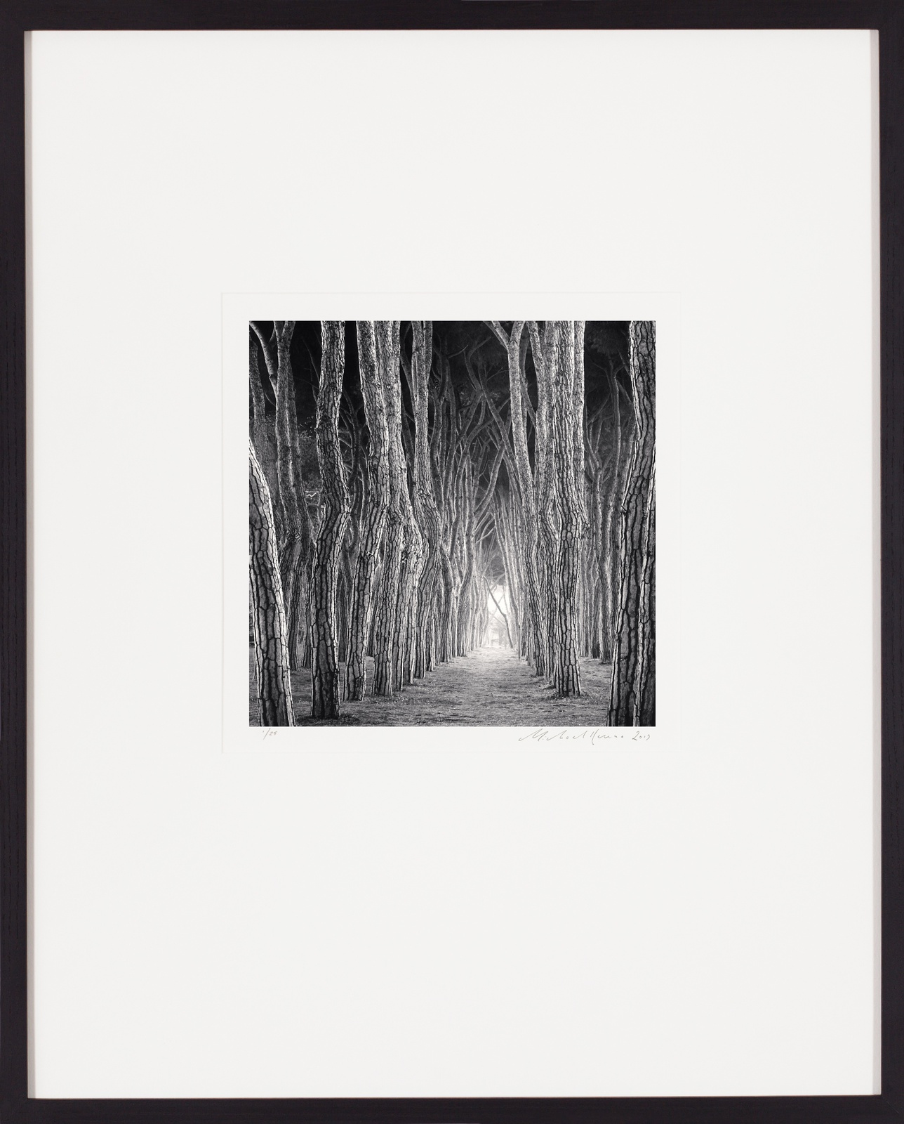 Michael Kenna, Stone Pine Tunnel, Pineto, Abruzzo, Italy, 2016 