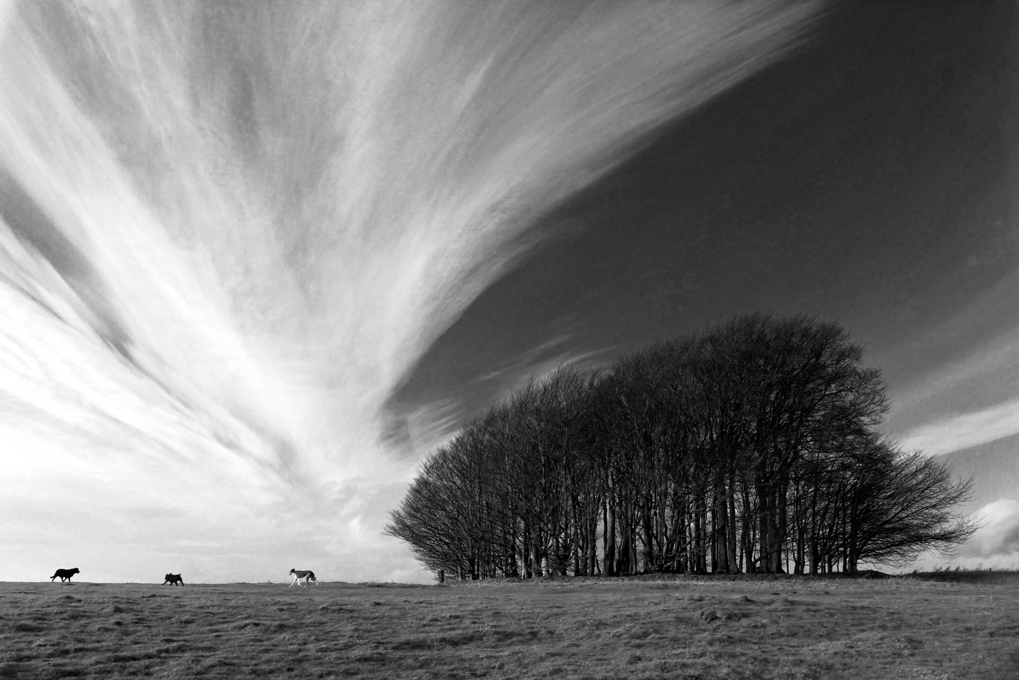 Charlie Waite, Win Green Study 4, Cran borne Chase, England, 2000