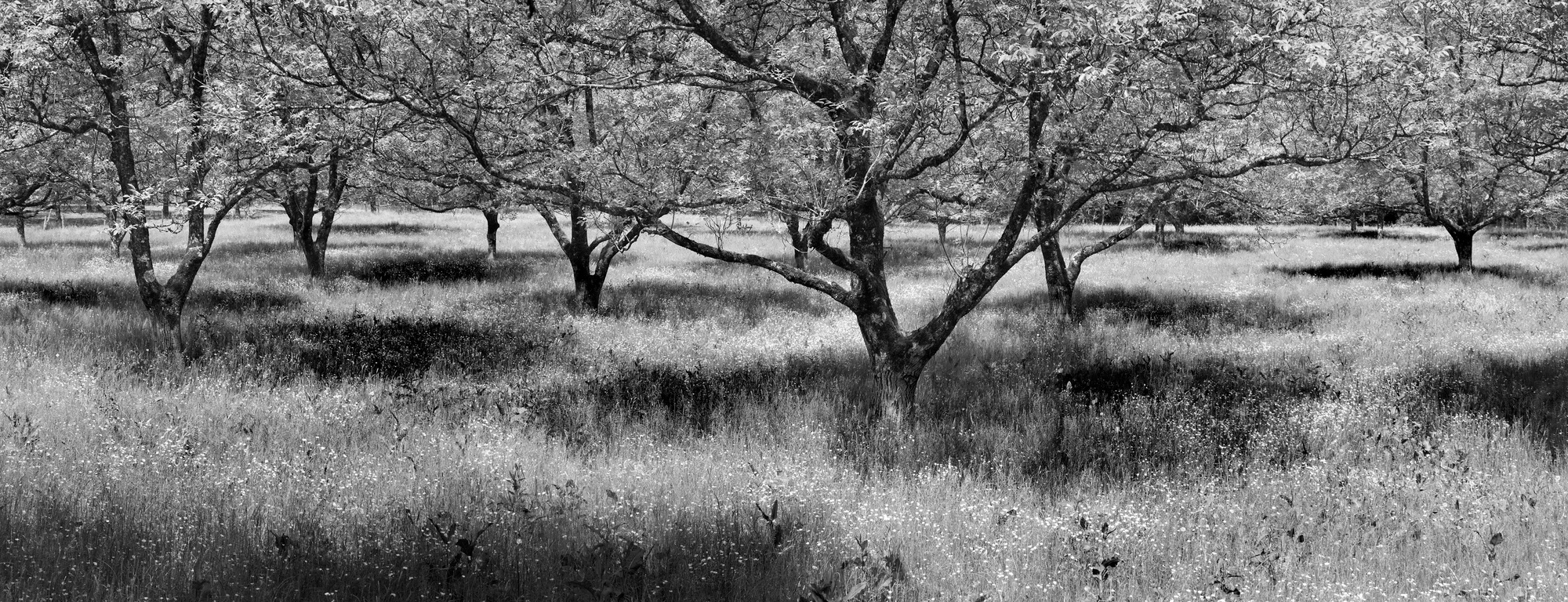 Charlie Waite, Dordogne Study 3, France, 1999