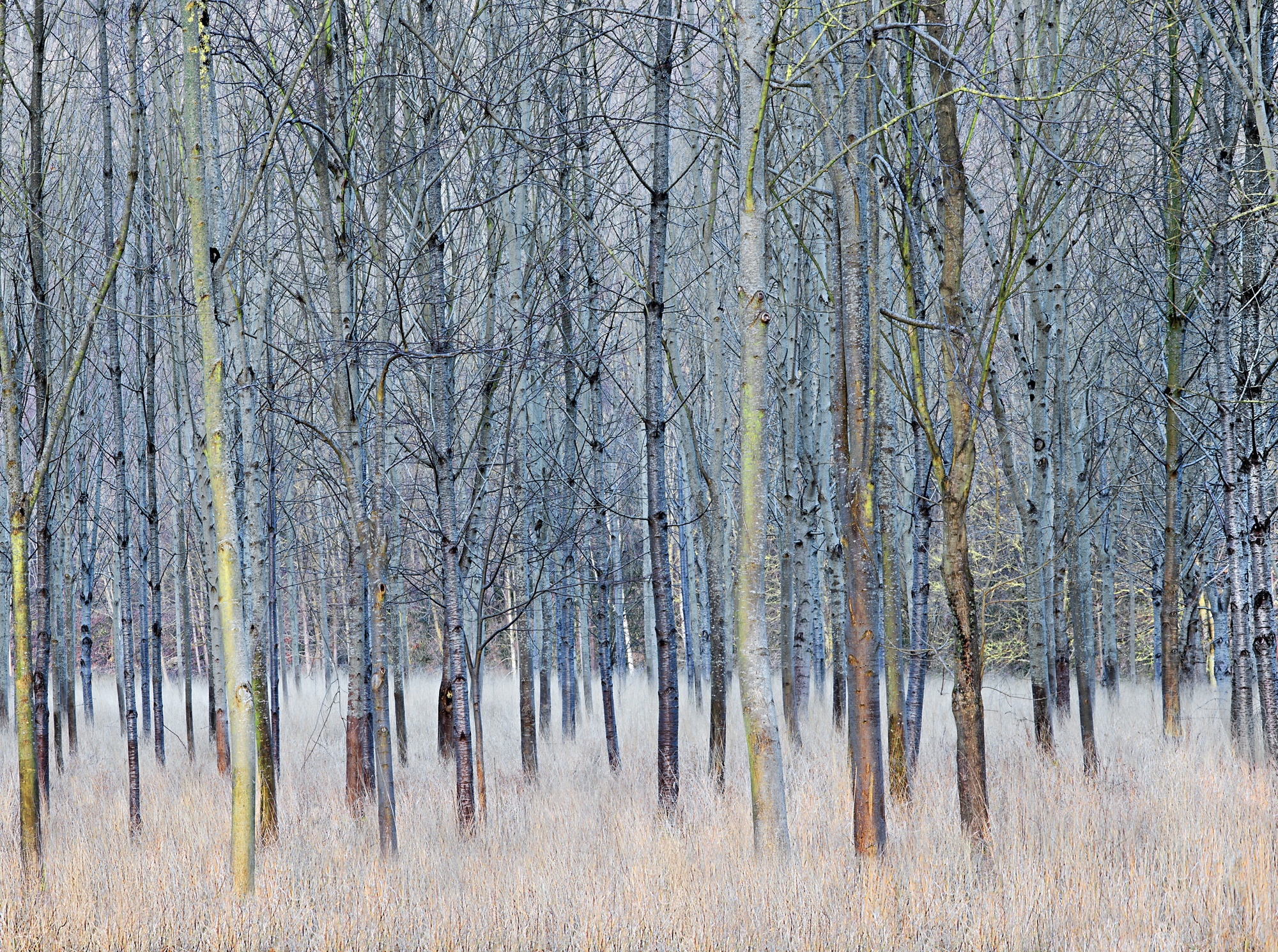 Charlie Waite, West of Child Okeford, Cranborne Chase, Wiltsire, England, 2017