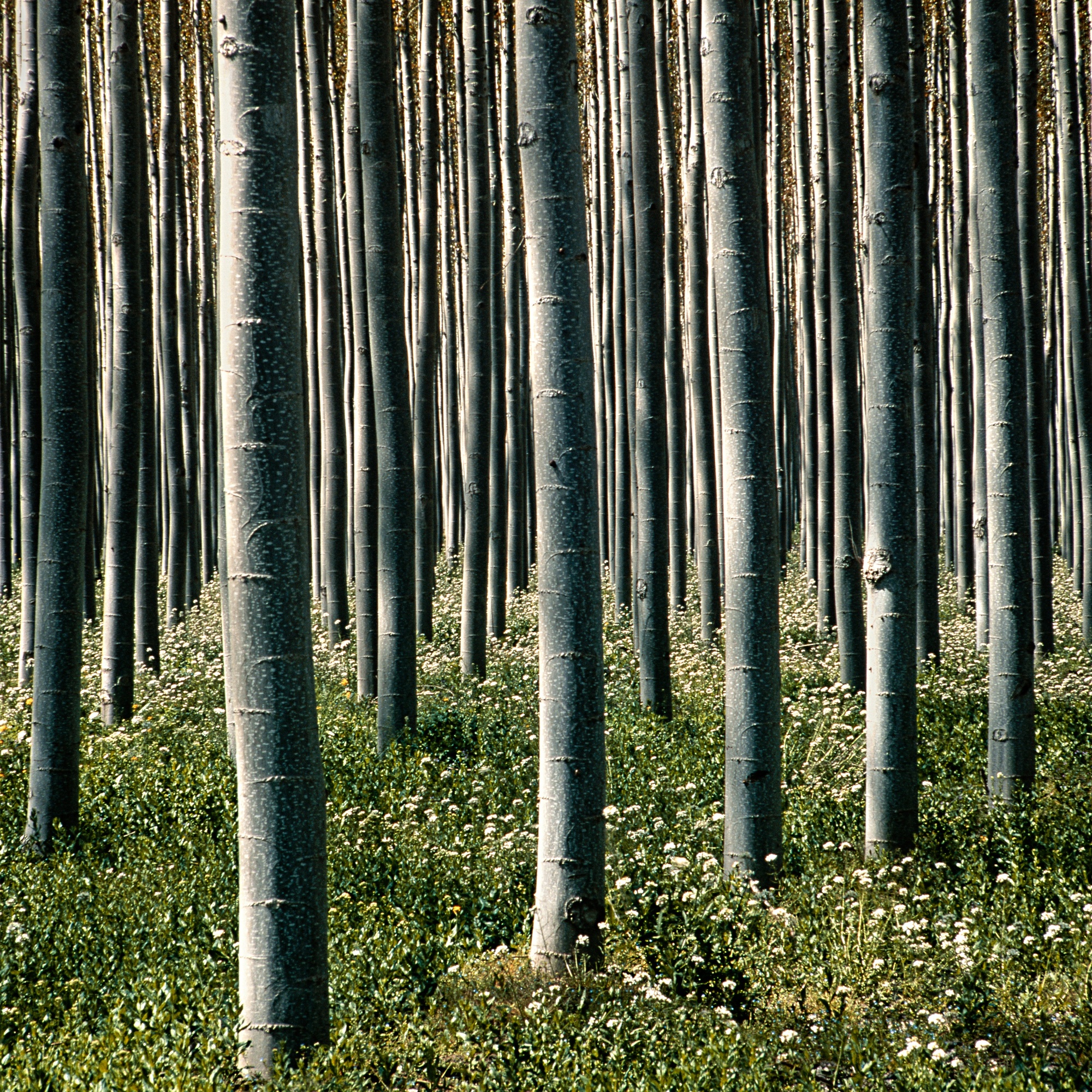 Charlie Waite, West Of Granada, Andalućia, Spain, 1984