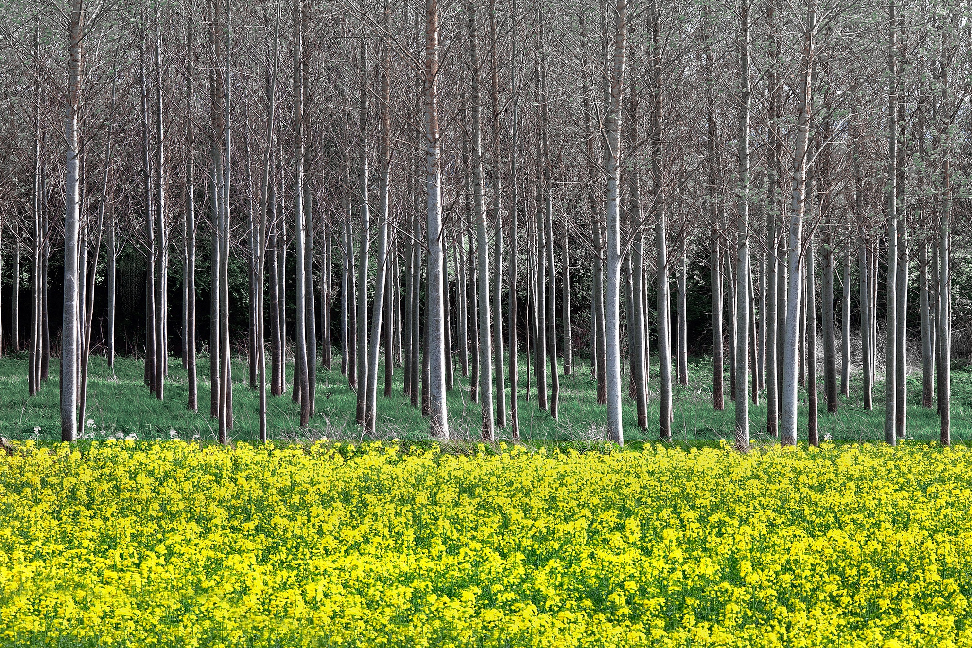 Charlie Waite, South of Ludlow, Herefordshire, England, 2002