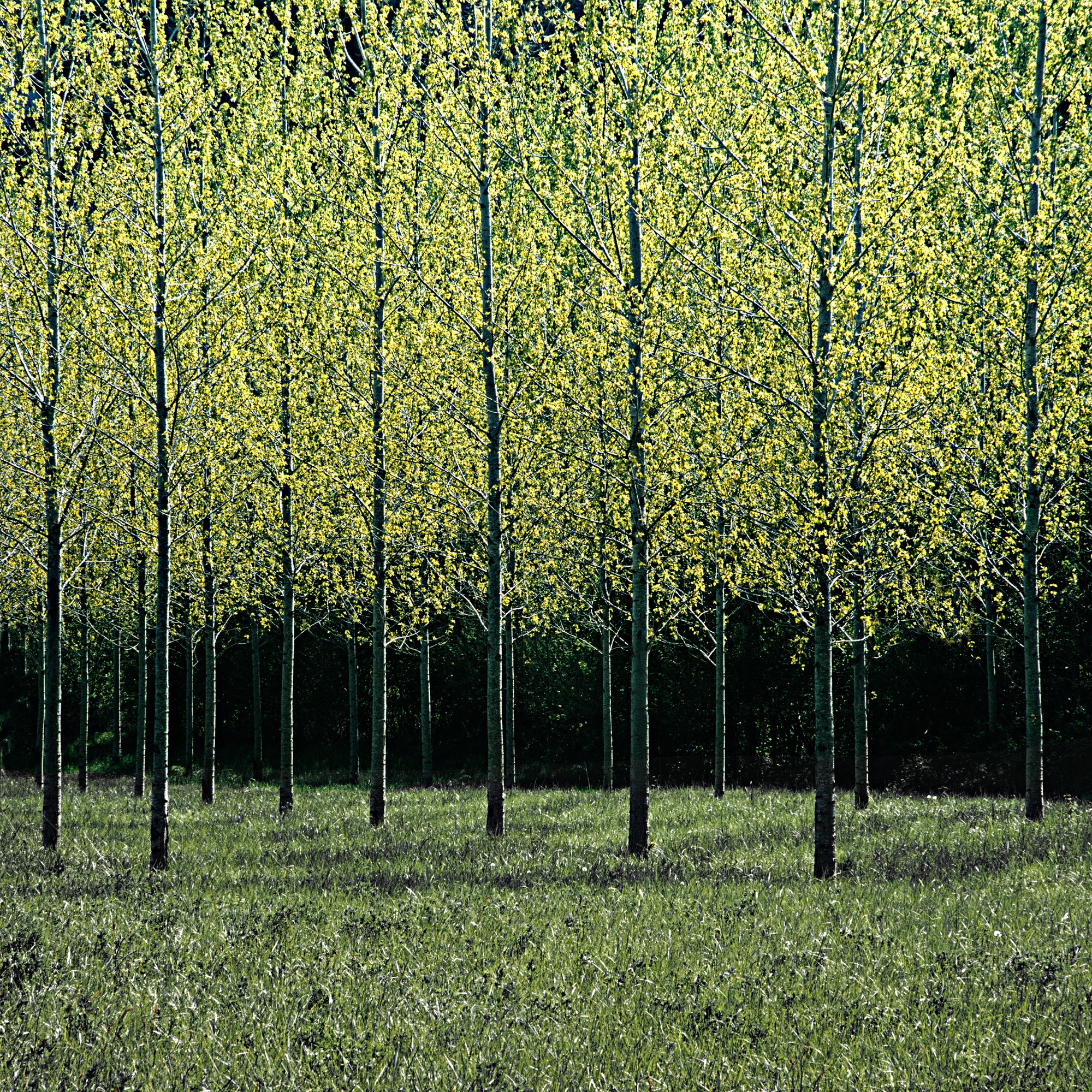 Charlie Waite, East of Sarlat, Dordogne, France, 1995